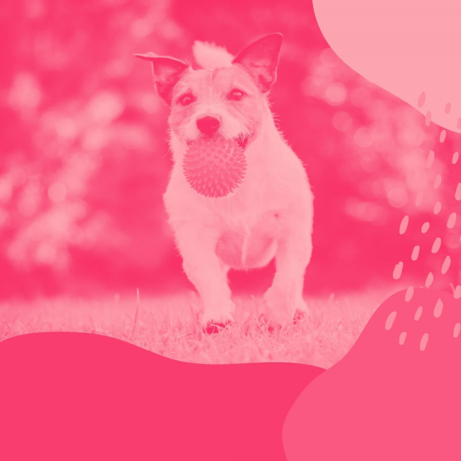 Gentle Doggy Music - Amazing Bossa Nova - Vibe for Calming Dogs