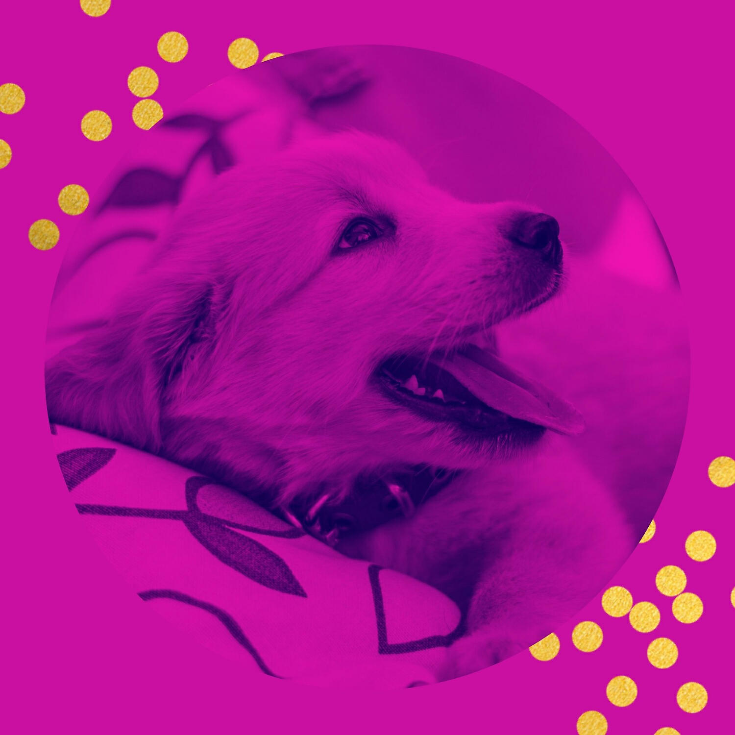 Relaxing Dog Music Lounge - Fashionable Bossa Nova - Vibe for Doggy Stress