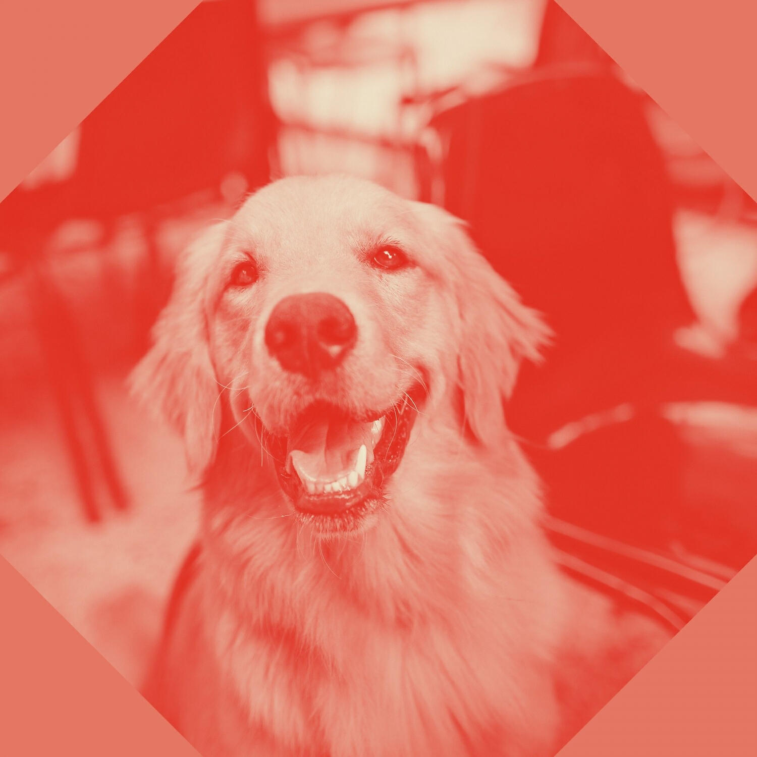 Relax My Dog Music - Happy Harps and Guitars - Vibe for Doggy Naptime