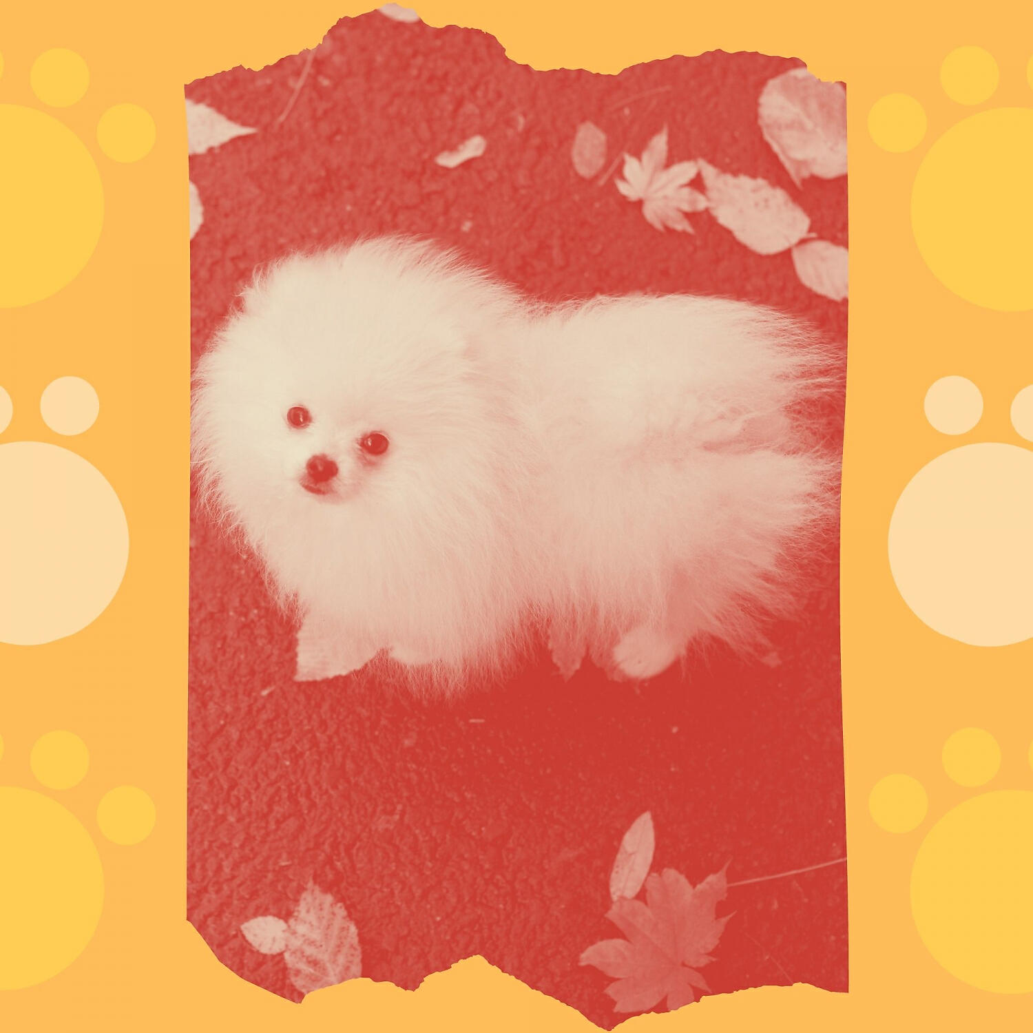 Relaxing Dog Music Society - Bubbly Dog Training