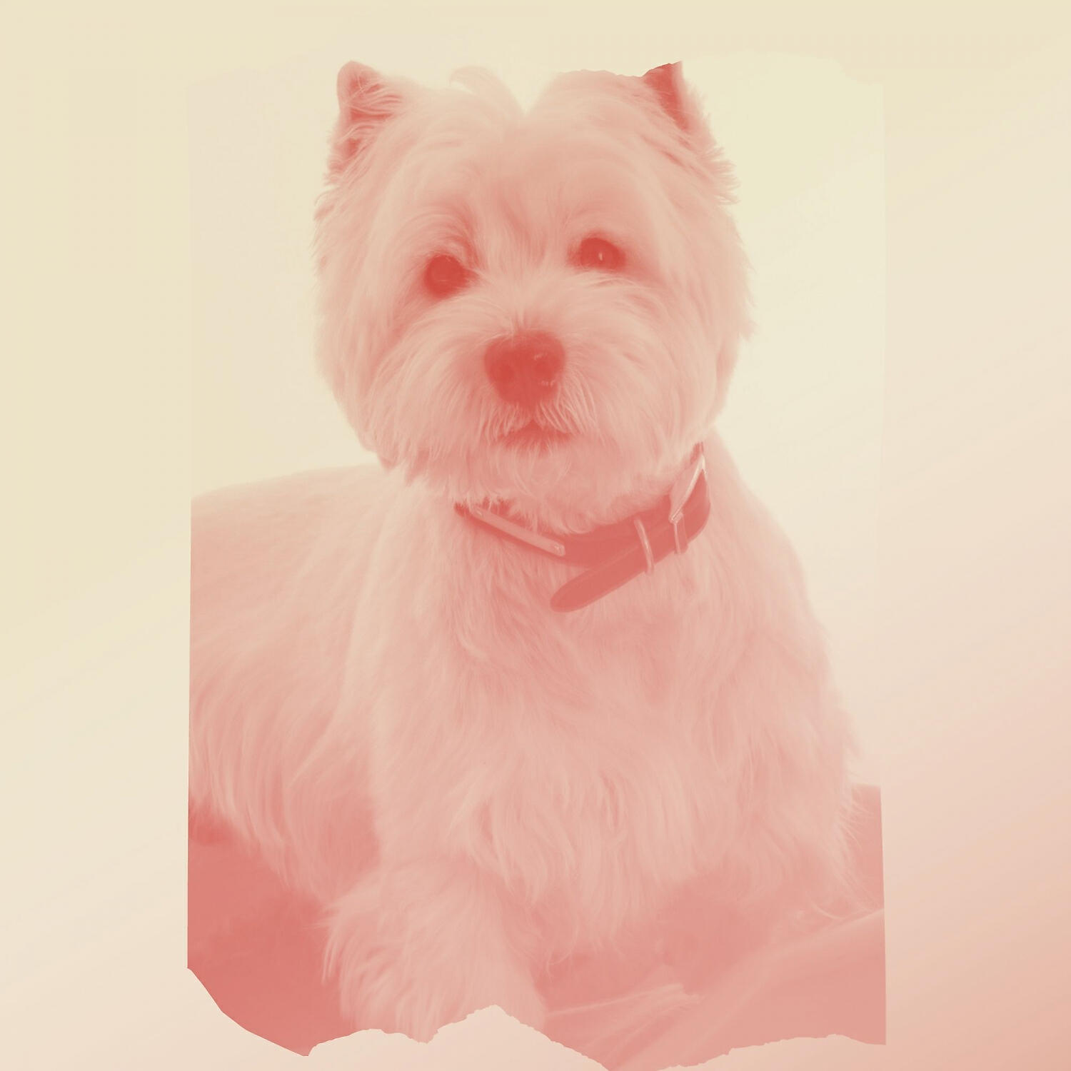 Classy Relaxing Dog Music - Opulent Moods for Calming Your Dog