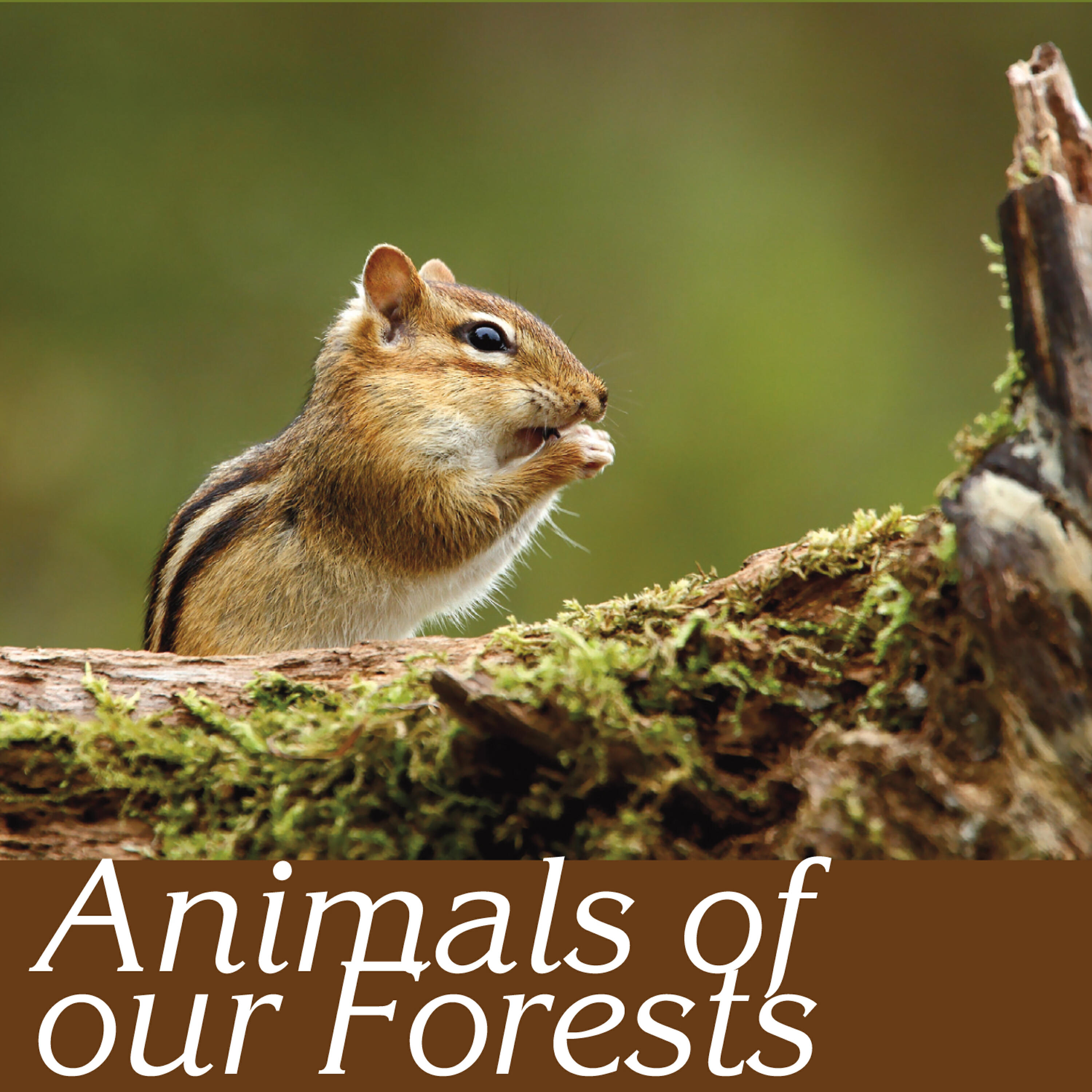 Biosphere Nature Sounds - By waterways (beavers, woodchucks, otters and racoons)