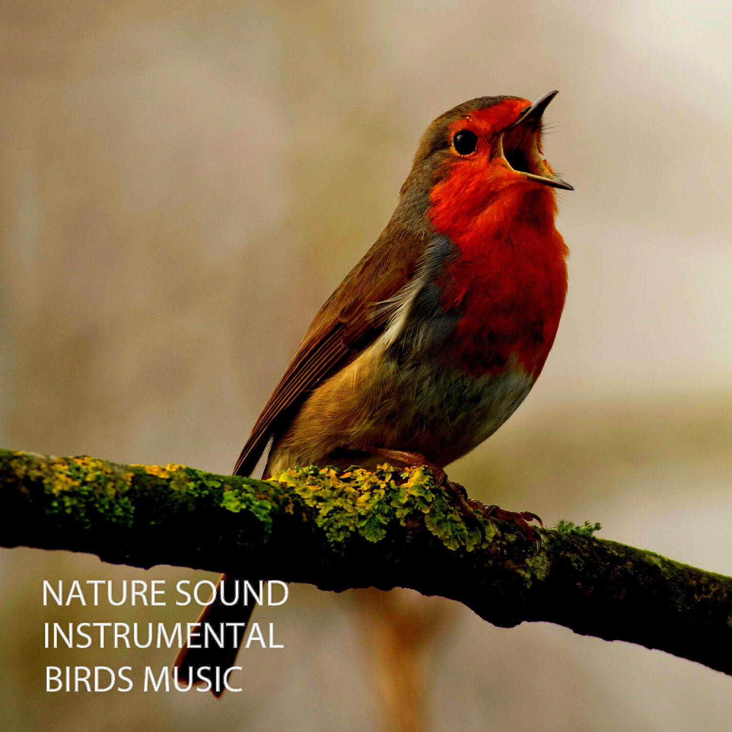 Relaxing Music Therapy - Birds In The Forest Vibes