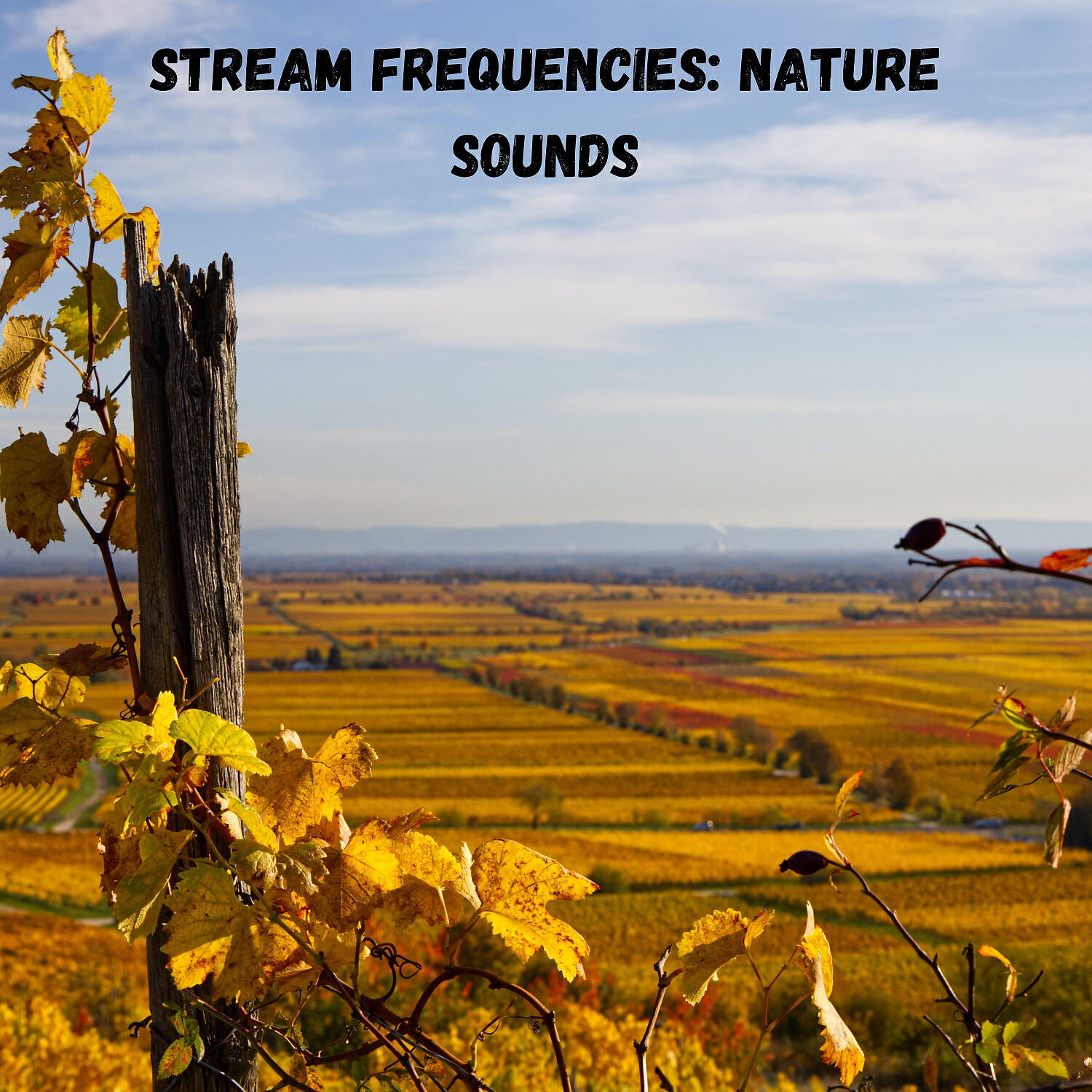The Nature Soundscapes - Rainy Waterflow Swim