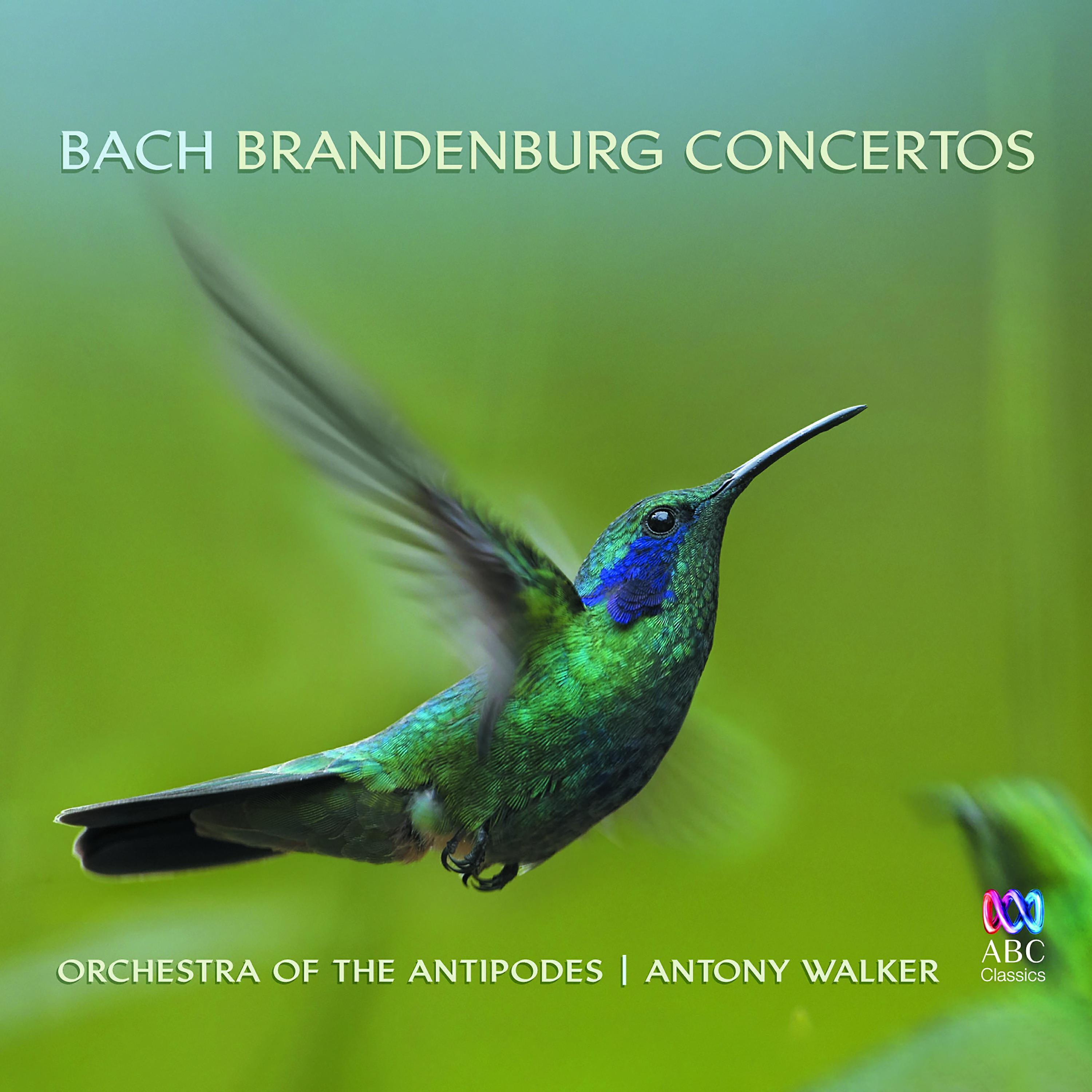Antony Walker - Brandenburg Concerto No. 1 in F Major, BWV 1046: 3. Allegro