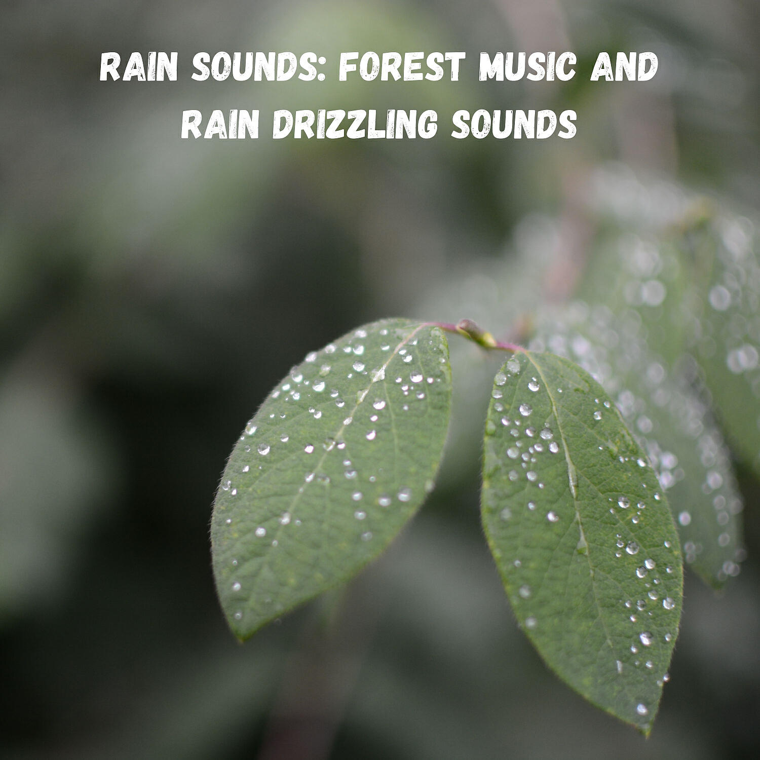 FOCUS - Rainy Happy Days