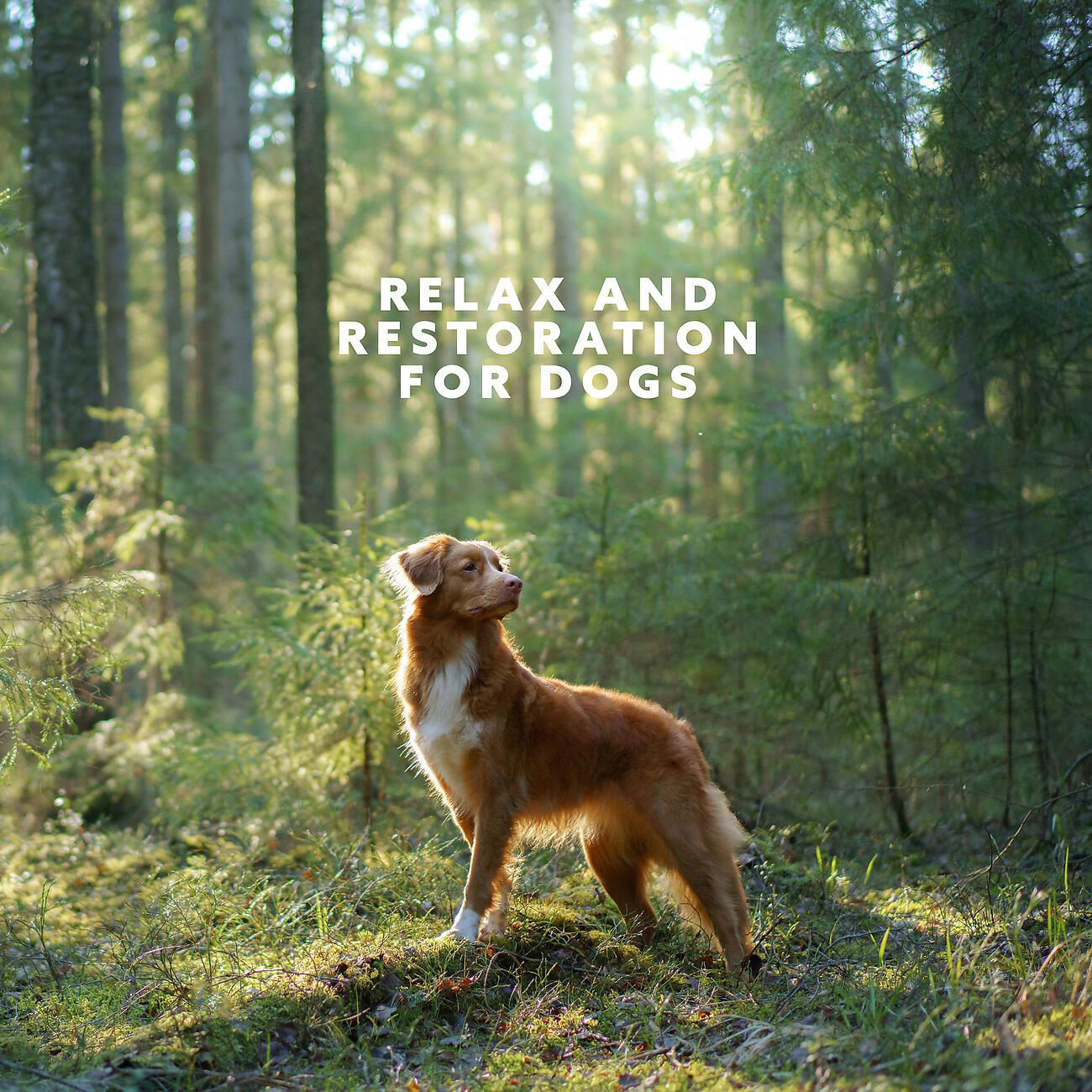 Calm Pets Music Academy - Safe at Home