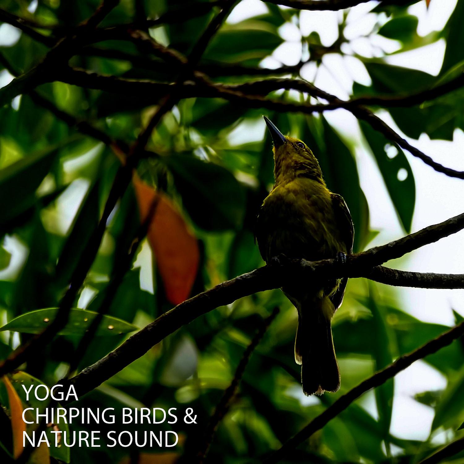 Постер альбома Yoga: Chirping Birds & Nature Sound