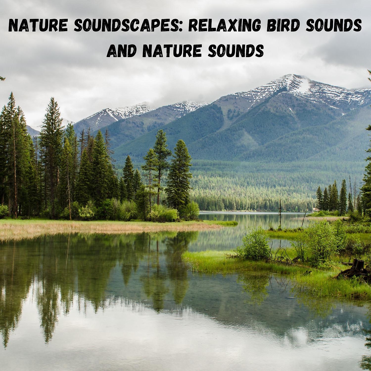 Постер альбома Nature Soundscapes: Relaxing Bird Sounds and Nature Sounds