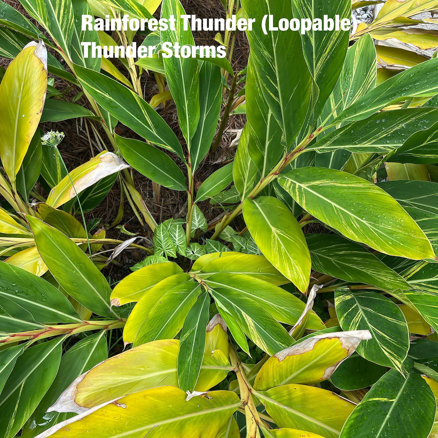 Постер альбома Rainforest Thunder