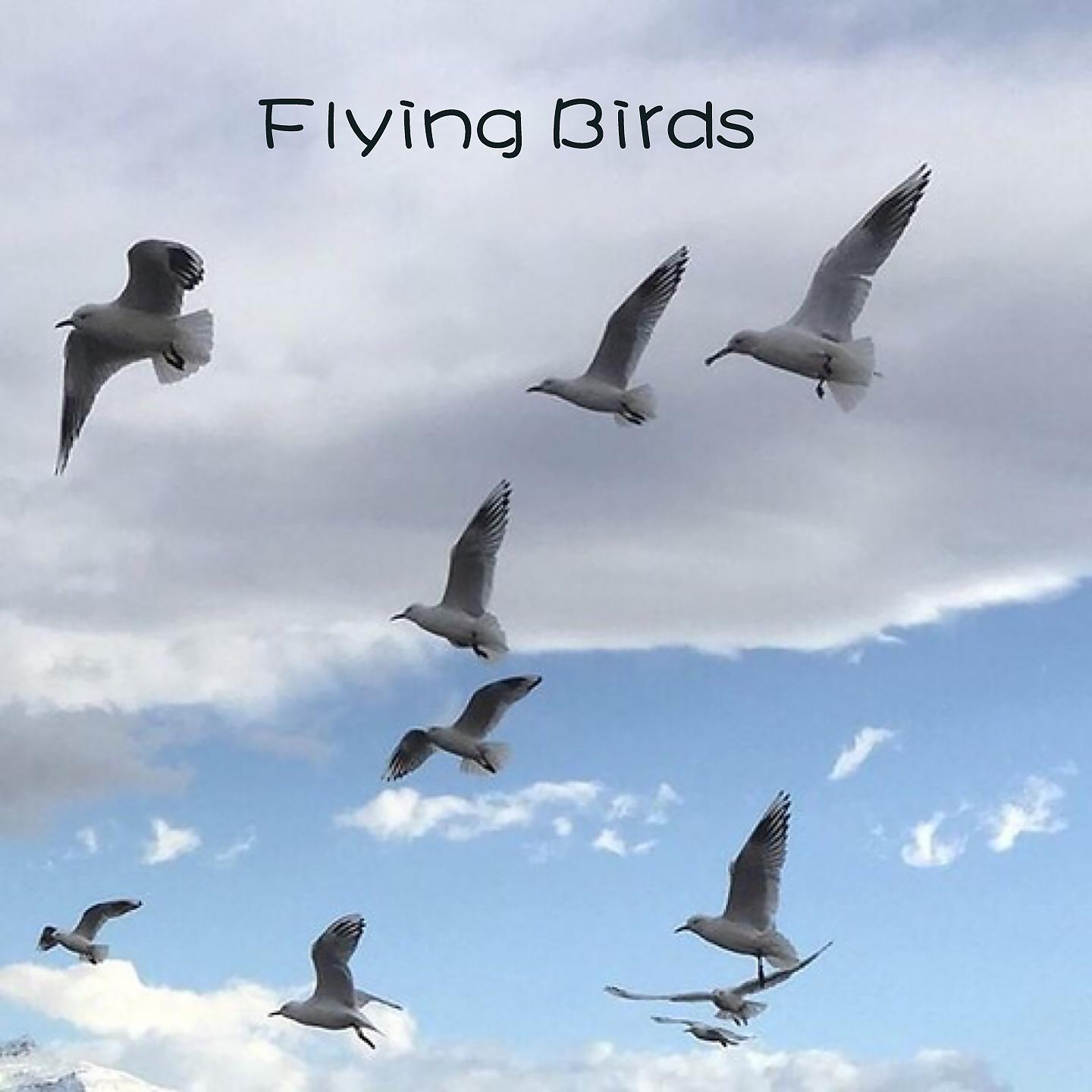 Постер альбома Flying Birds