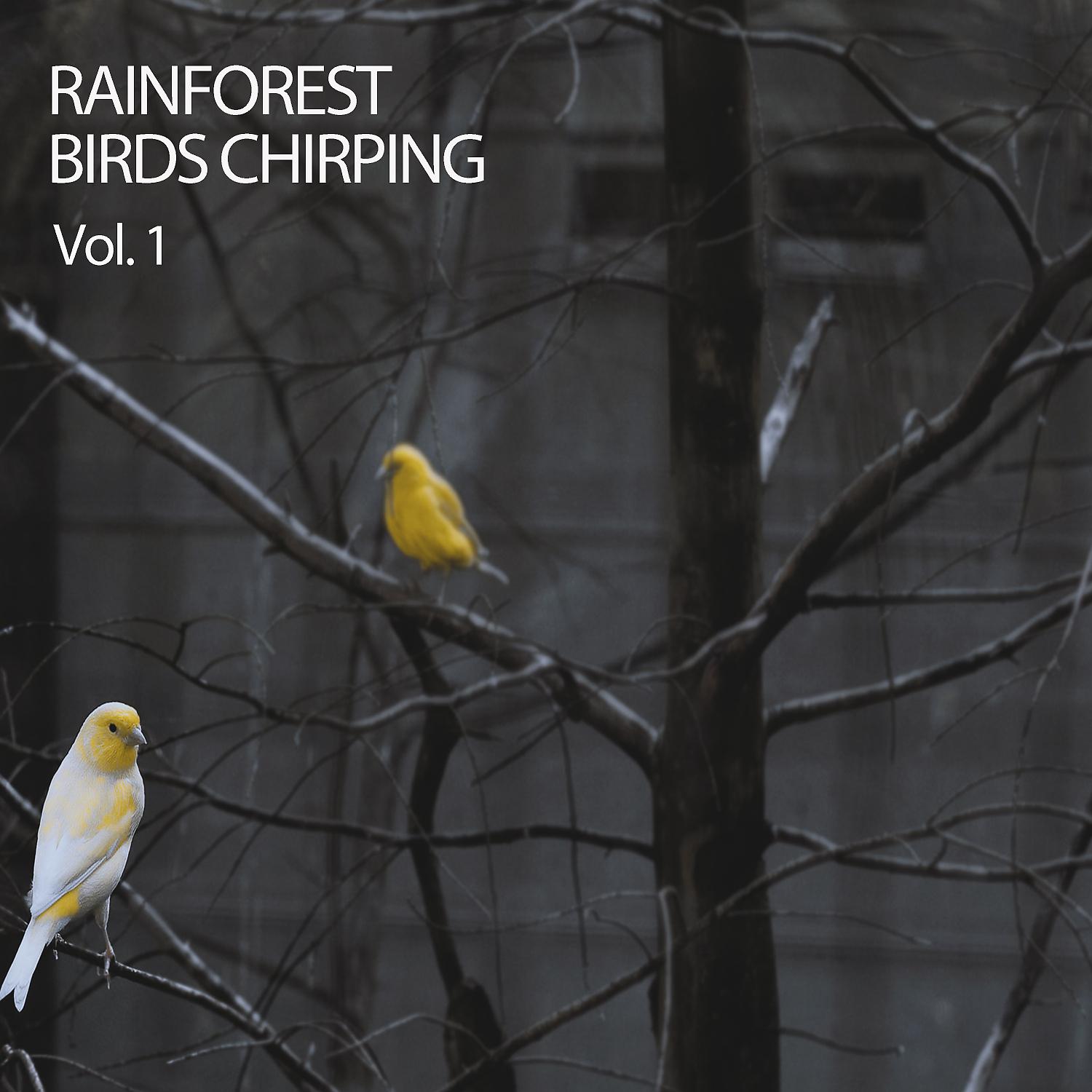 Постер альбома Rainforest Birds Chirping Vol. 1