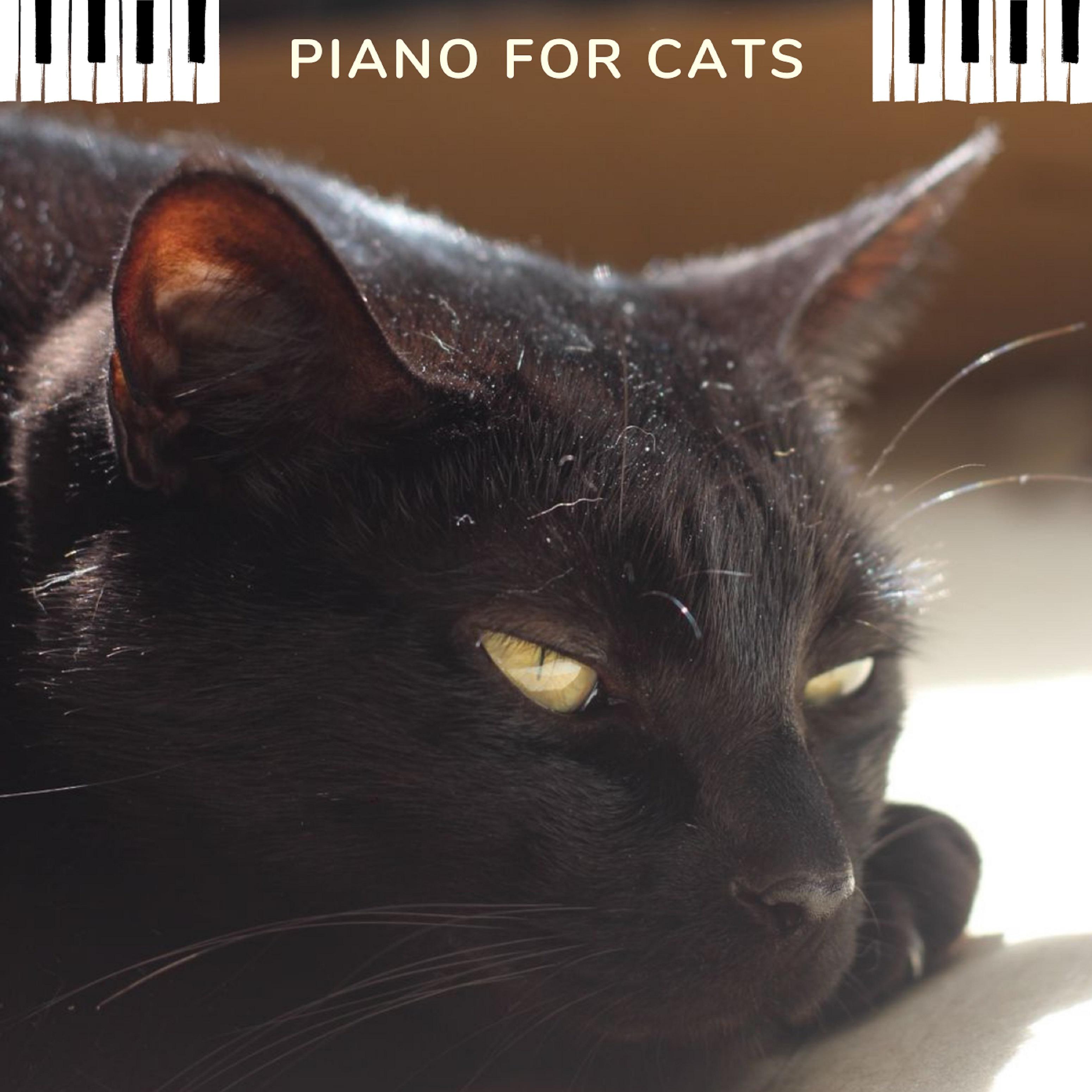 Постер альбома Piano for Cats