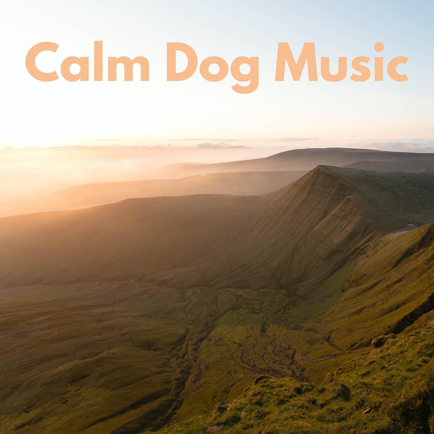 Постер альбома Calm Dog Music