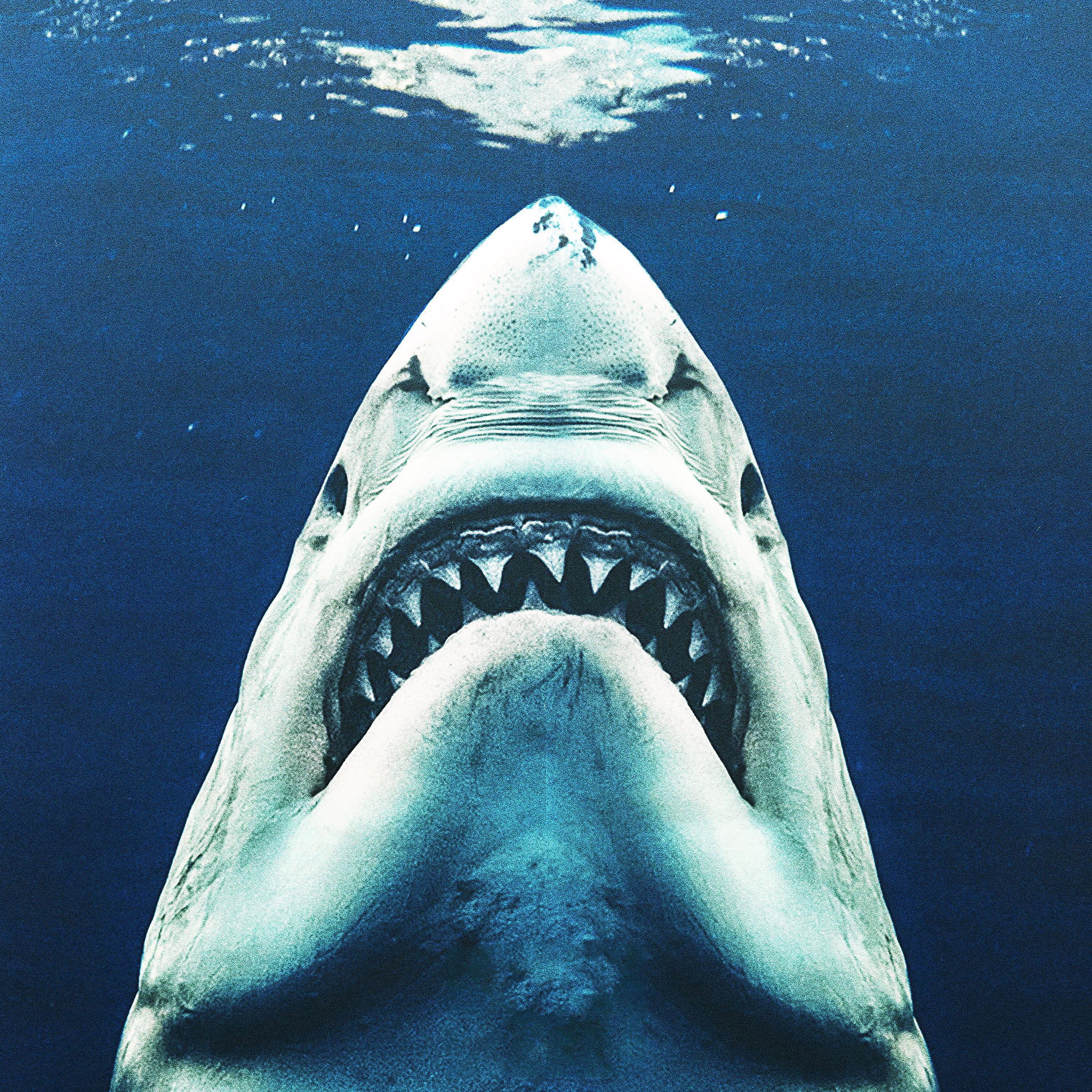 Постер альбома Море акул