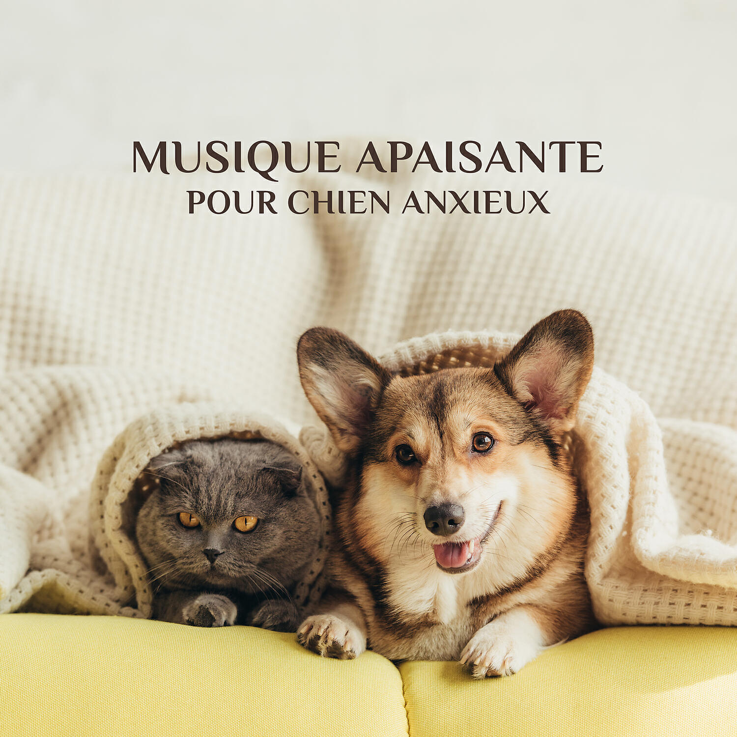 Calm Pets Music Academy - Harmonie silencieuse
