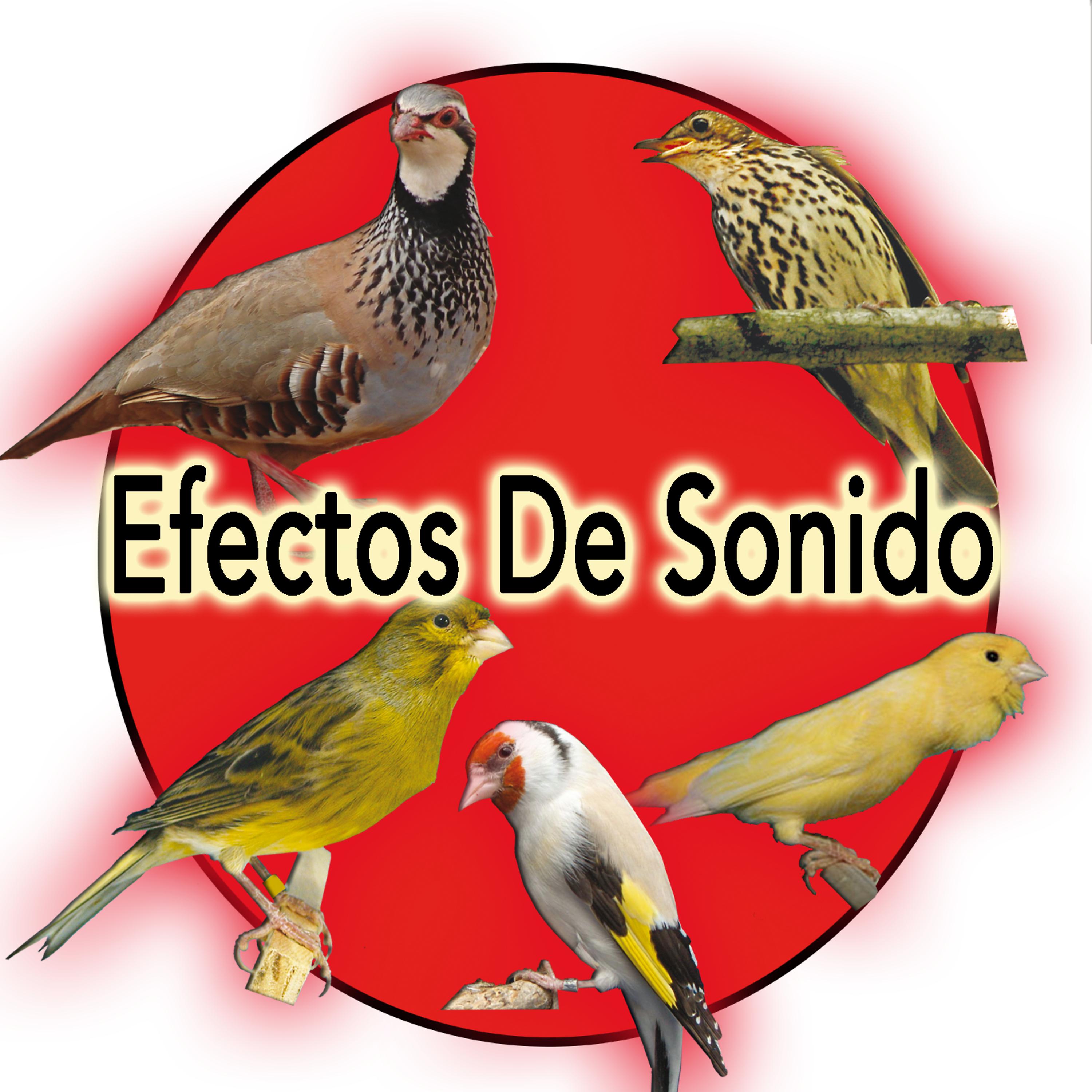 Постер альбома Efectos De Sonido Naturaleza:  Perdiz, Canario, Jilguero, Tordo, Roller