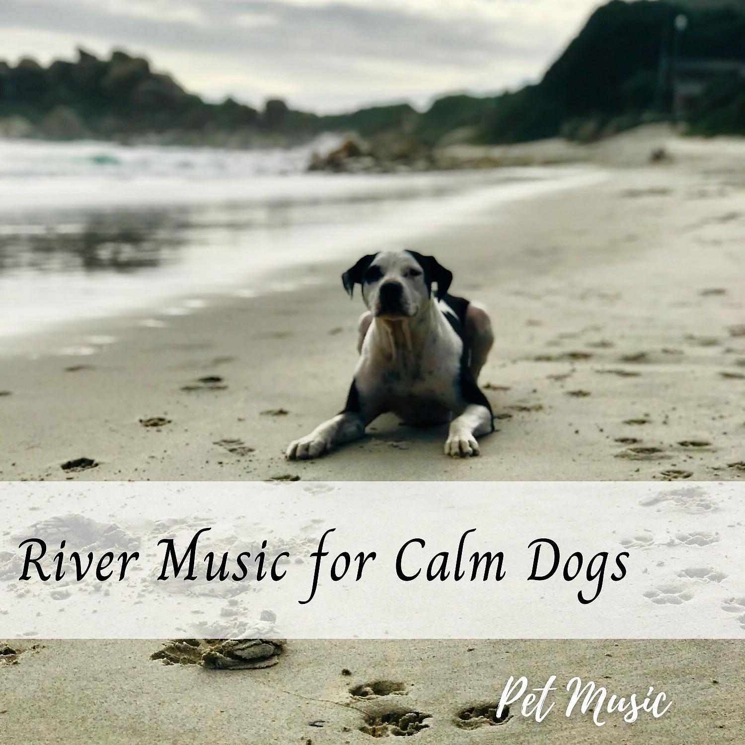 Постер альбома Pet Music: River Music for Calm Dogs