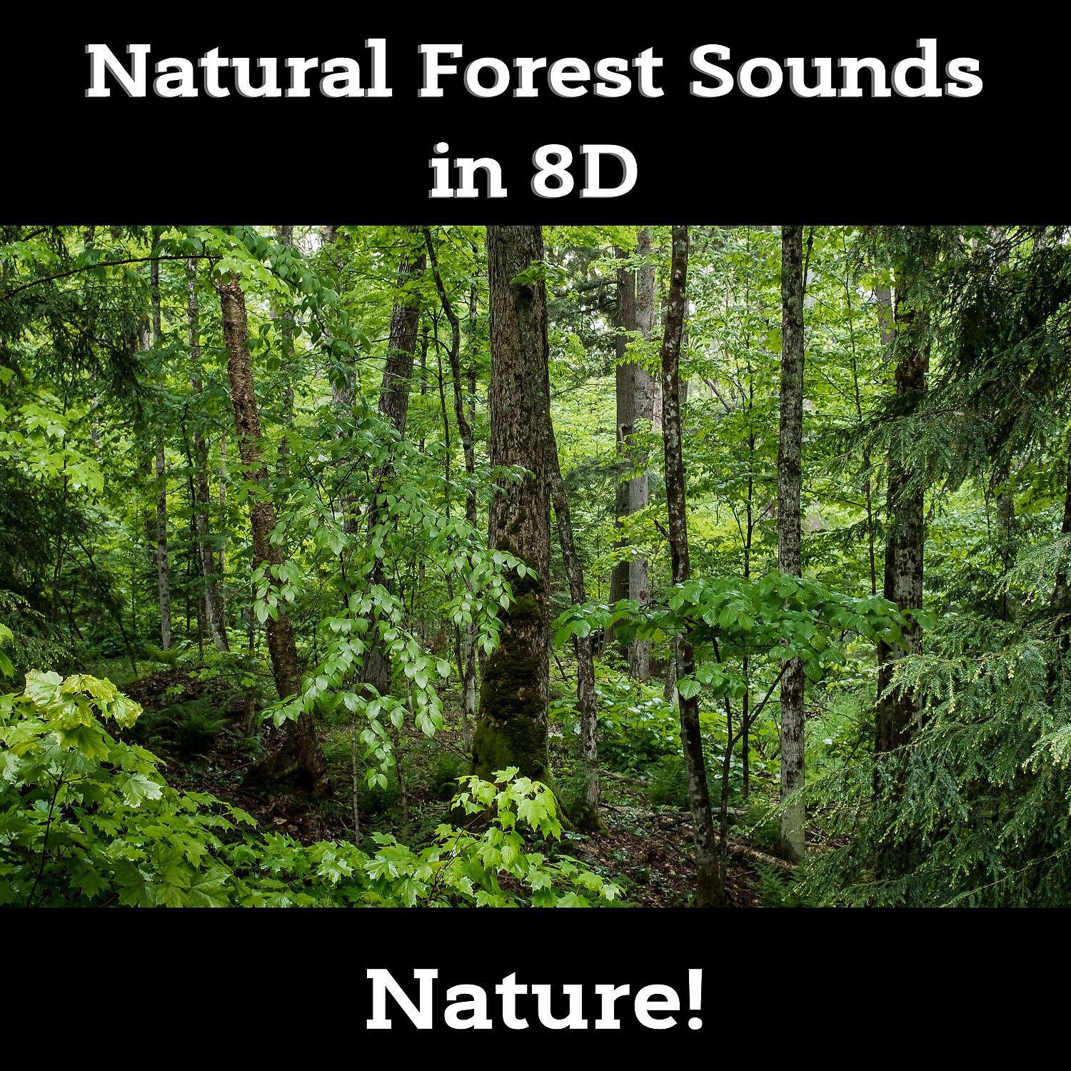 Постер альбома Zen Sounds: Natural Forest Sounds in 8D