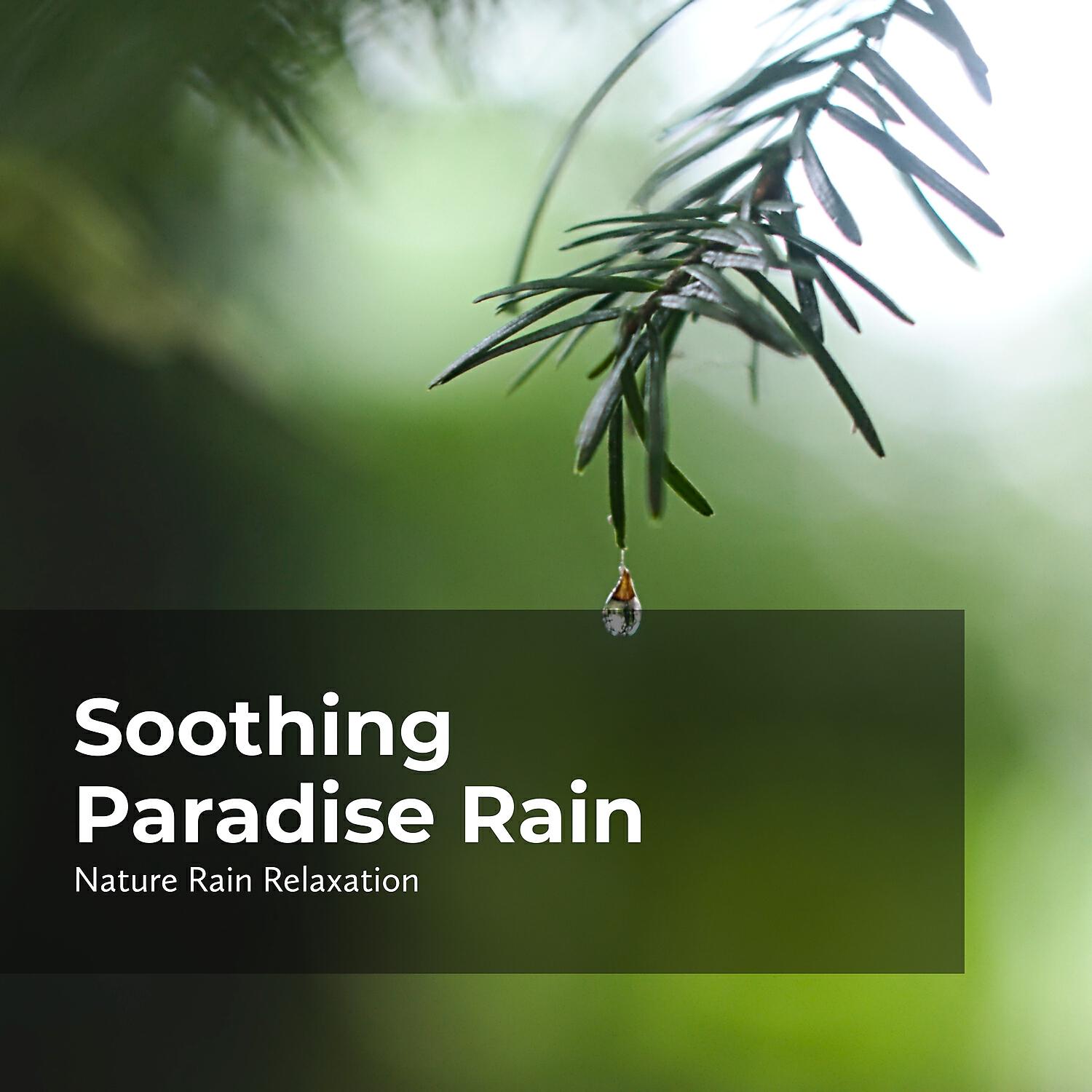 Rainfall - Nature Rain Mind Detox
