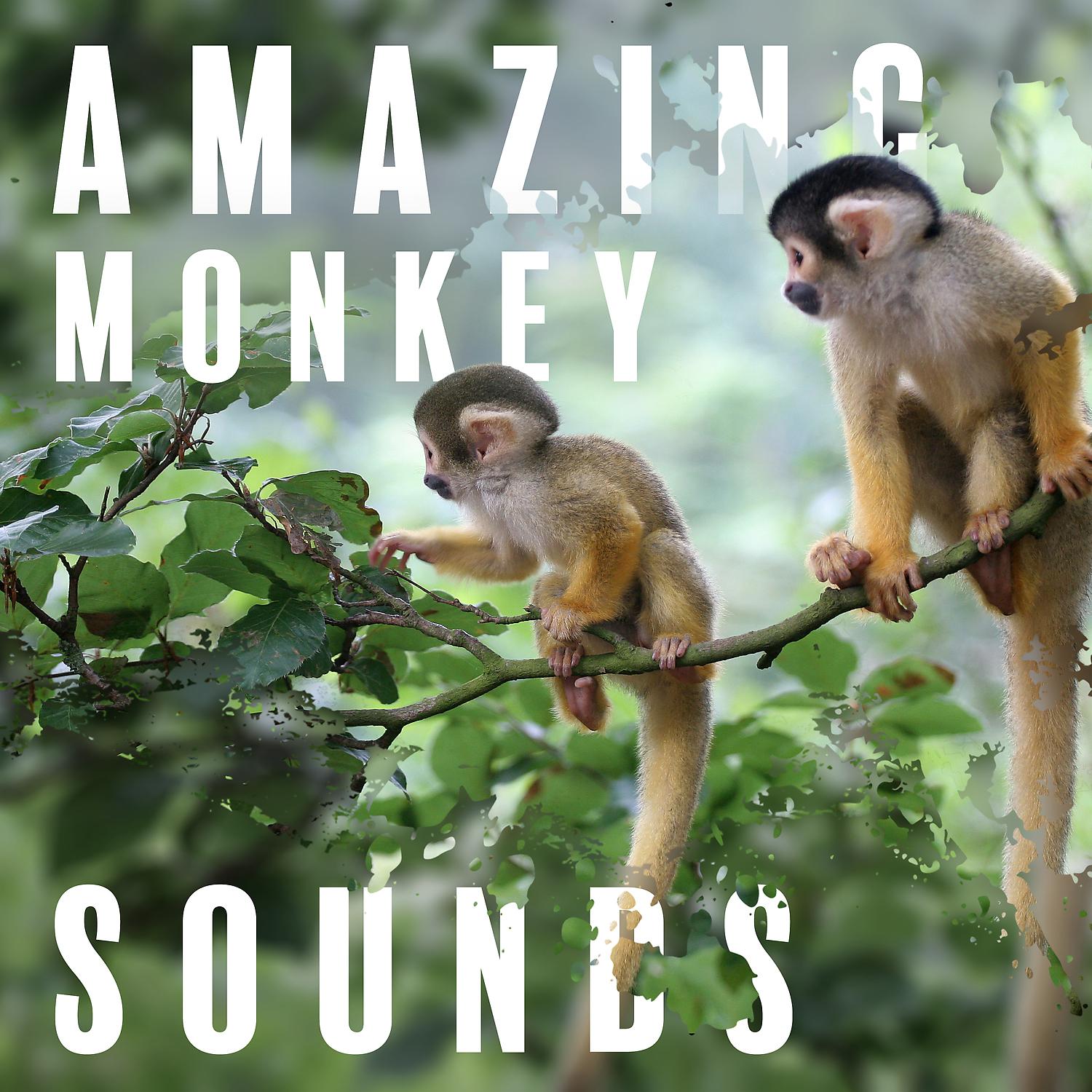 Постер альбома Amazing Monkey Sounds: Exotic Jungle Mood, Animal ASMR for Relaxation