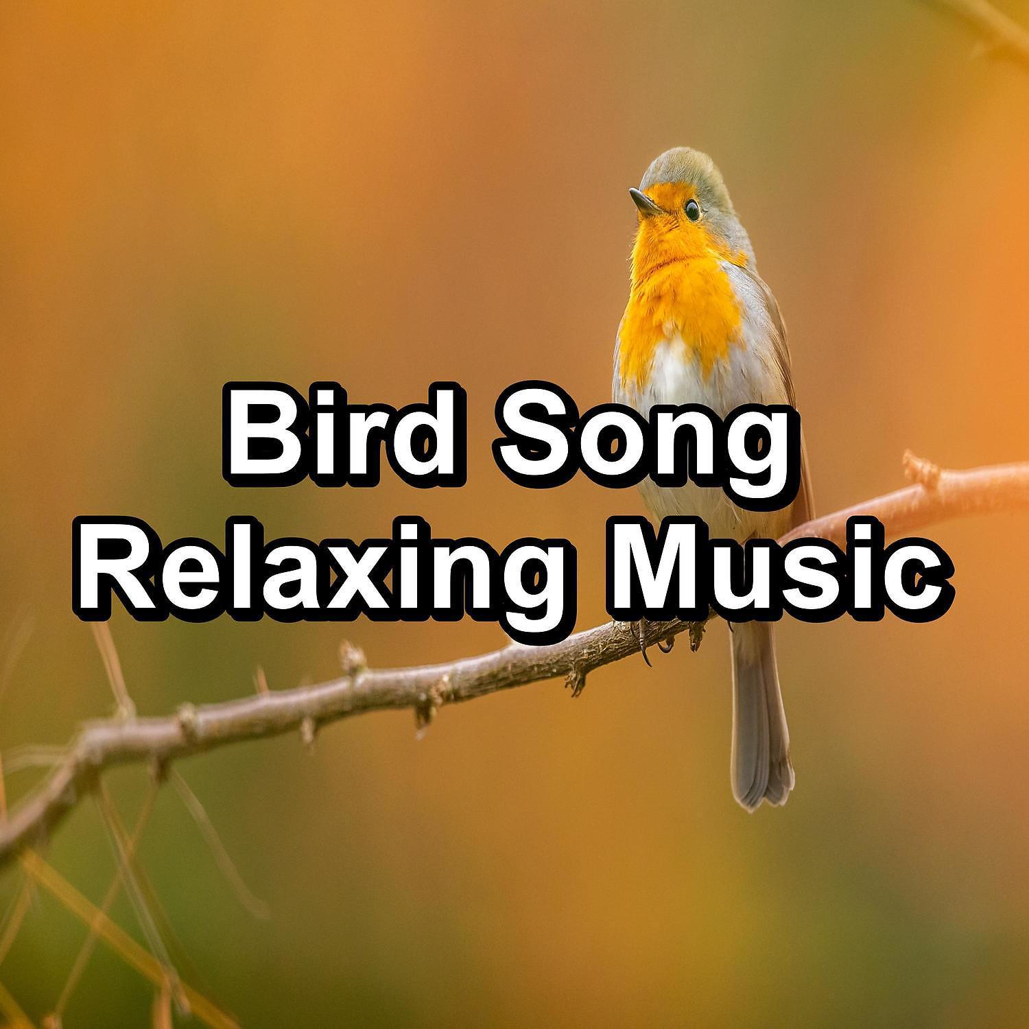 Yoga Club - Calming Birds Stress Relief Loop your Whole Sleep