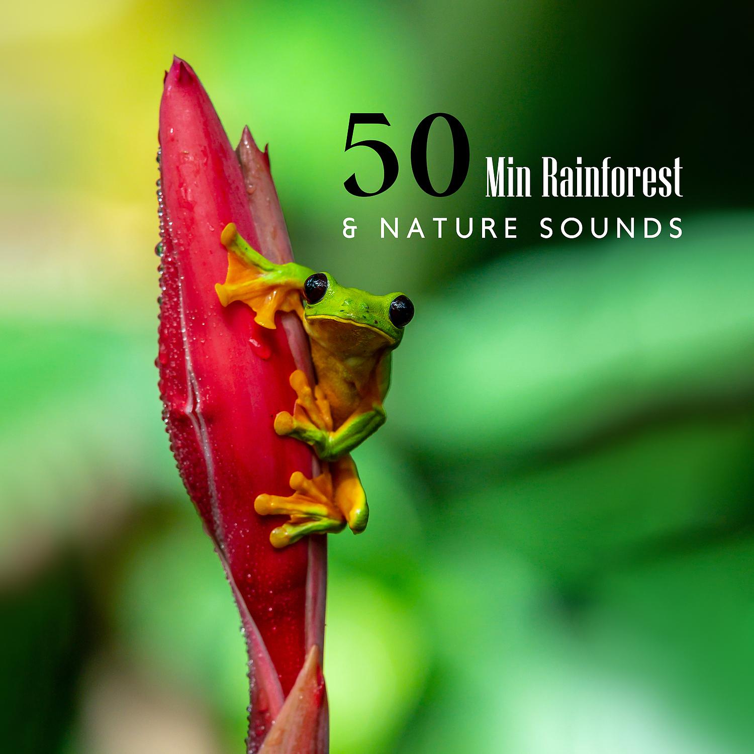 Постер альбома 50 Min Rainforest & Nature Sounds: Healing Power of Water (Rain, Thunderstorm, River, Ocean, Sea)
