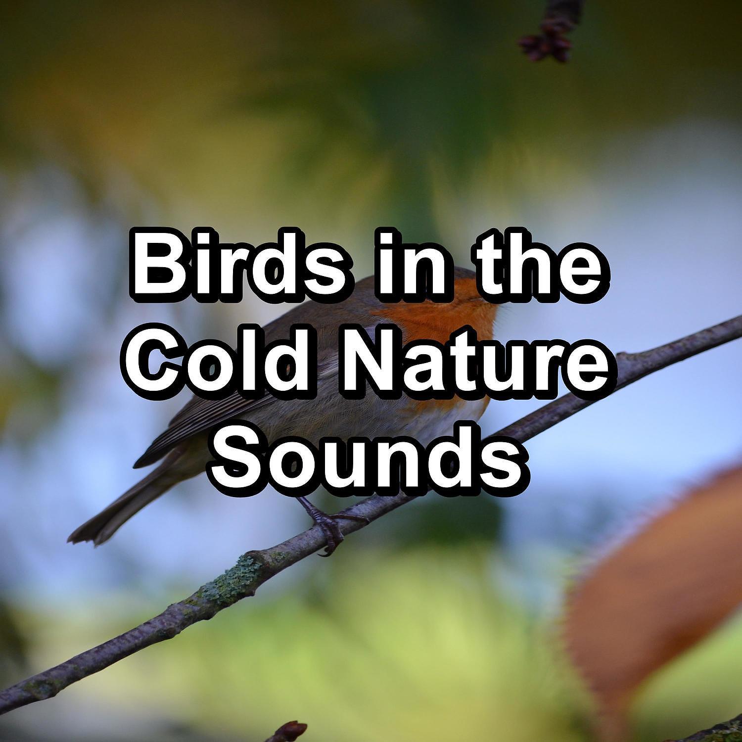 White Noise Baby Sleep - Tropical Birds Garden Bird Songs To Loop for 8 Hours