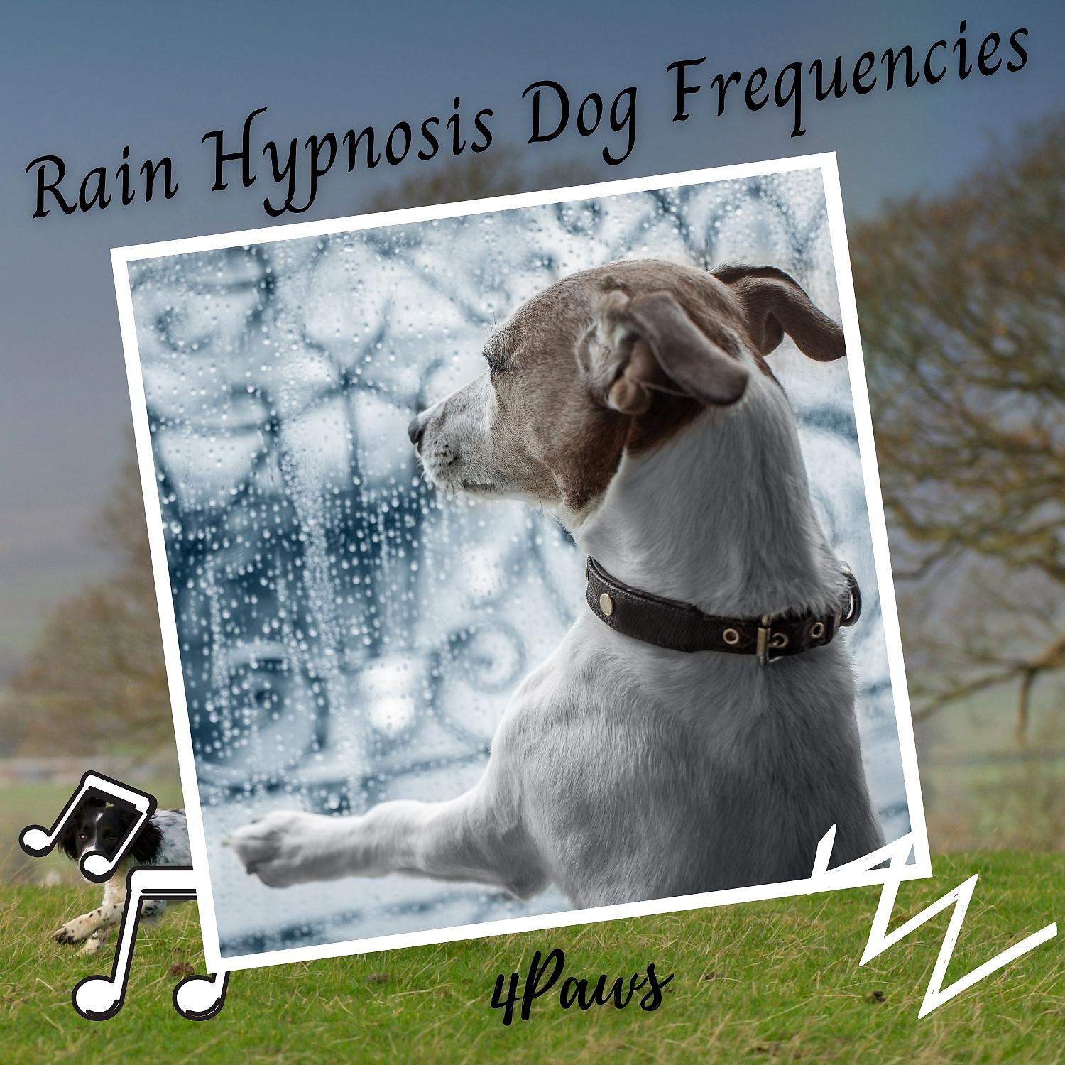 Постер альбома 4Paws: Rain Hypnosis Dog Frequencies