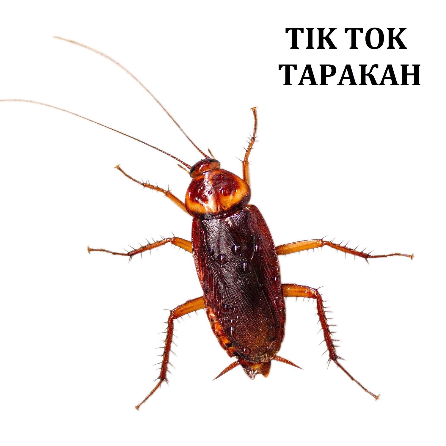 Постер альбома Таракан