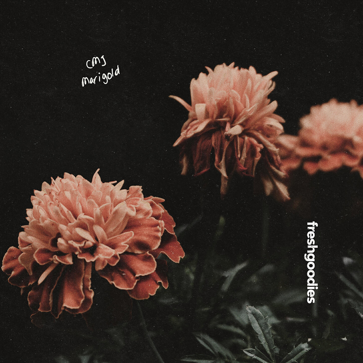 CMJ - Marigold