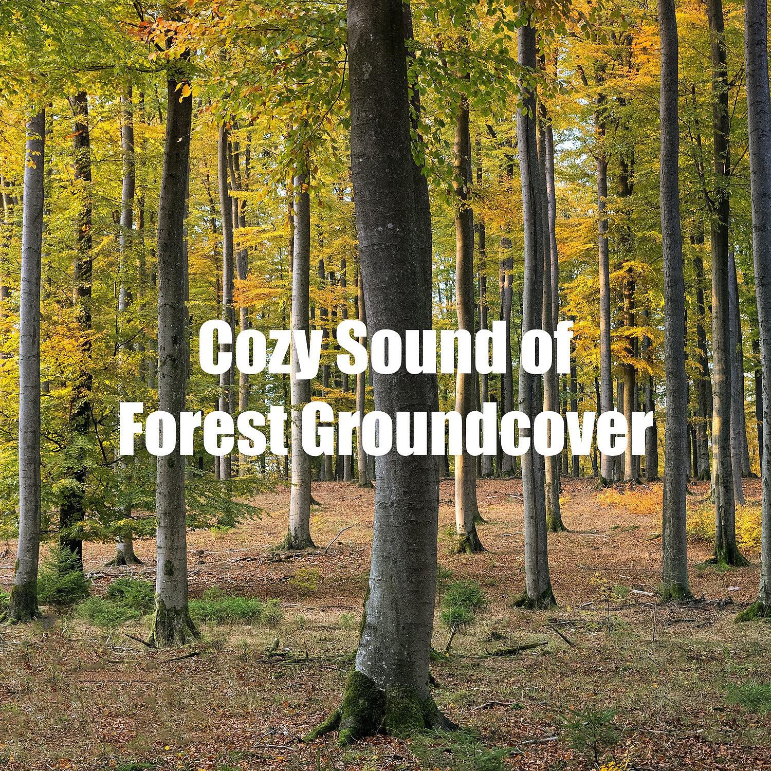 Soothing Nature Sounds - Nice Forest Tranquility