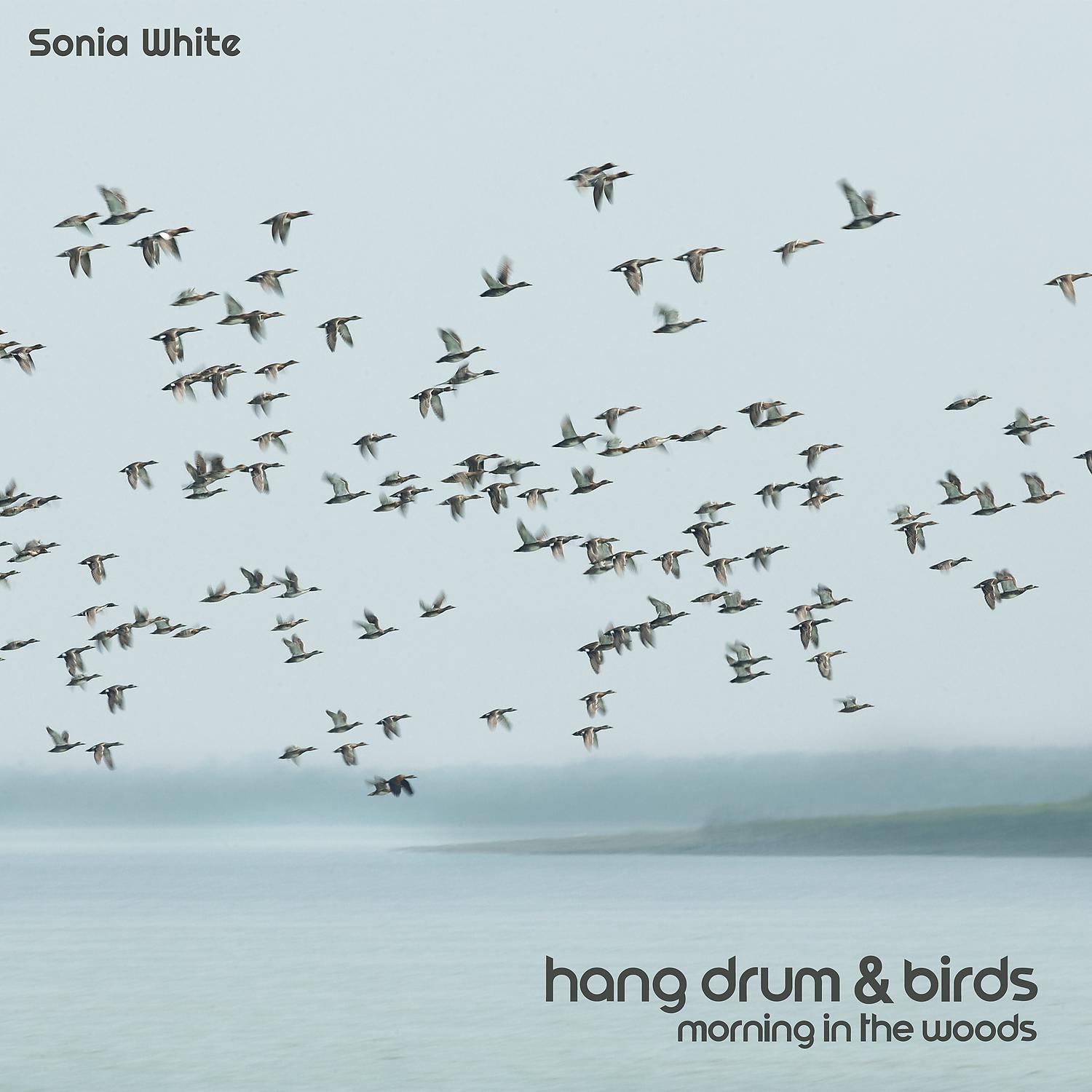 Постер альбома Hang Drum & Birds: Morning in the Woods (Nature Ringtones 2022)