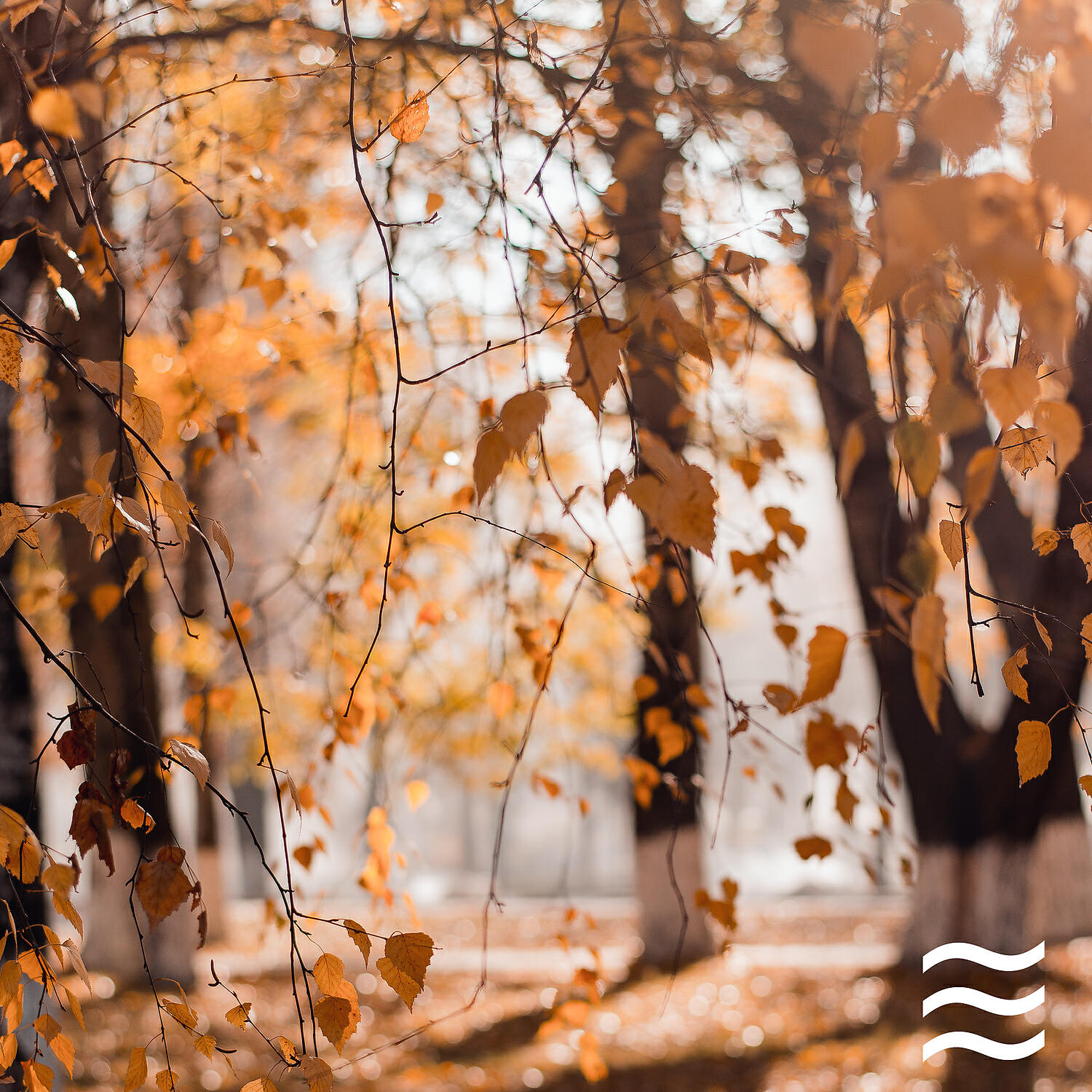 Relaxing Home Office Forest Soughs - Relaxation Soft Forest soughs