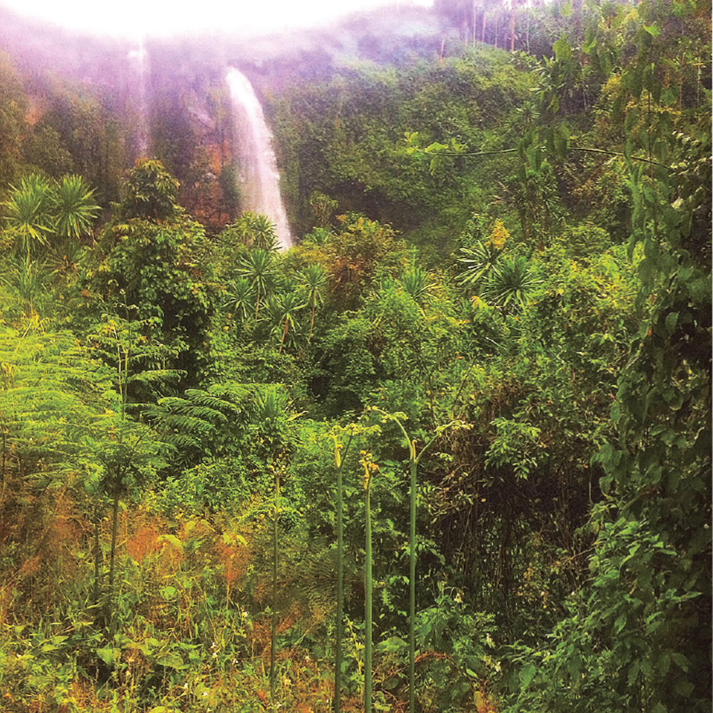 Ross Alexander - Jinja on the Nile