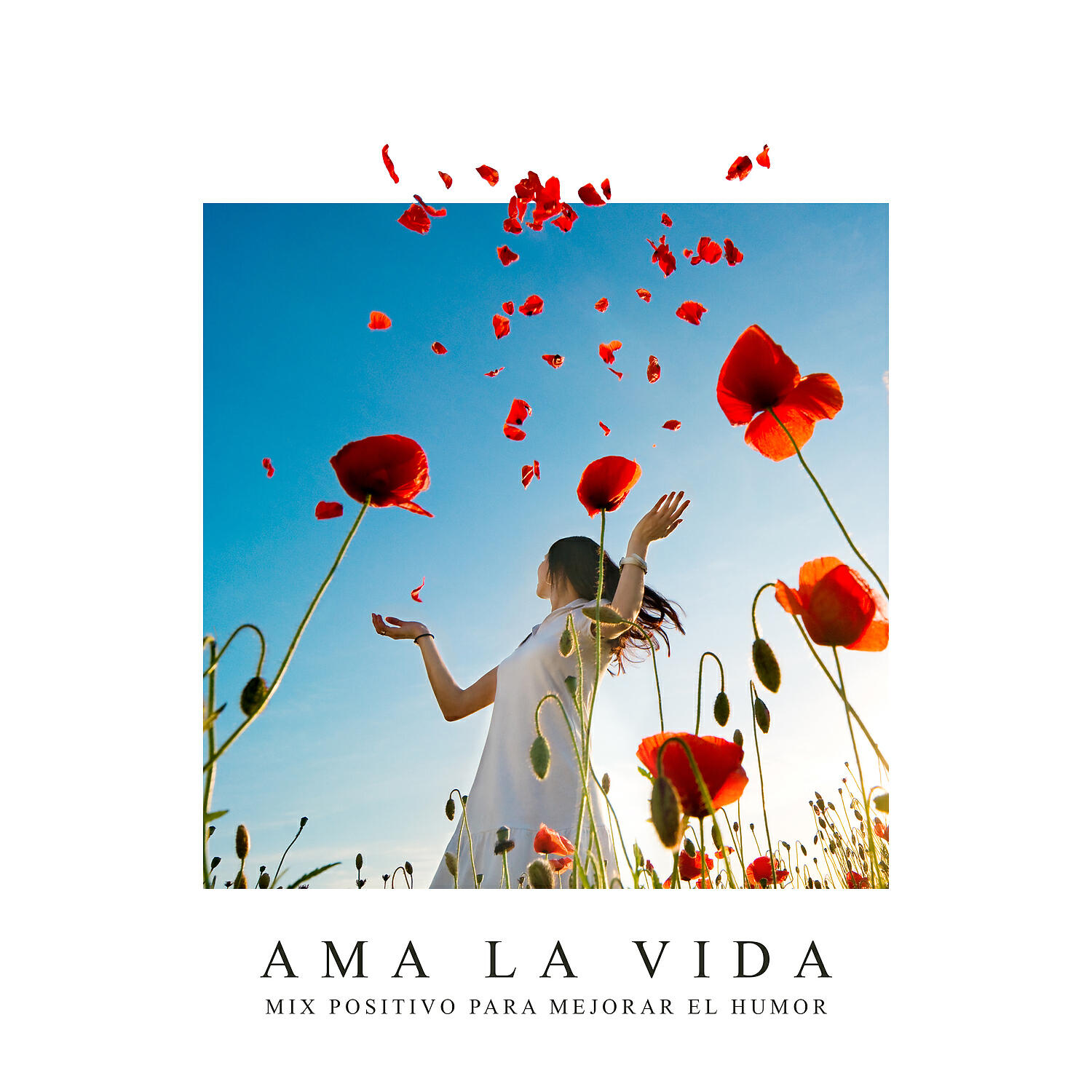 Graham's Cat - Don't Adjust Your Set