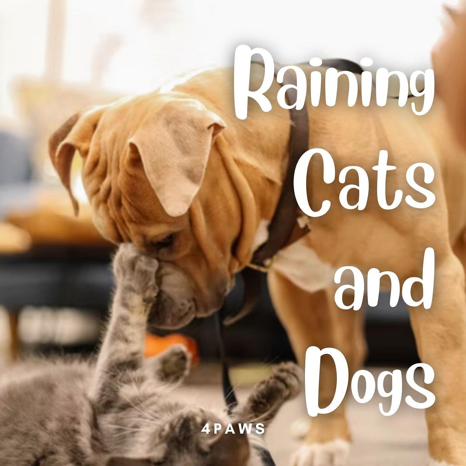 Постер альбома 4Paws: Raining Cats and Dogs