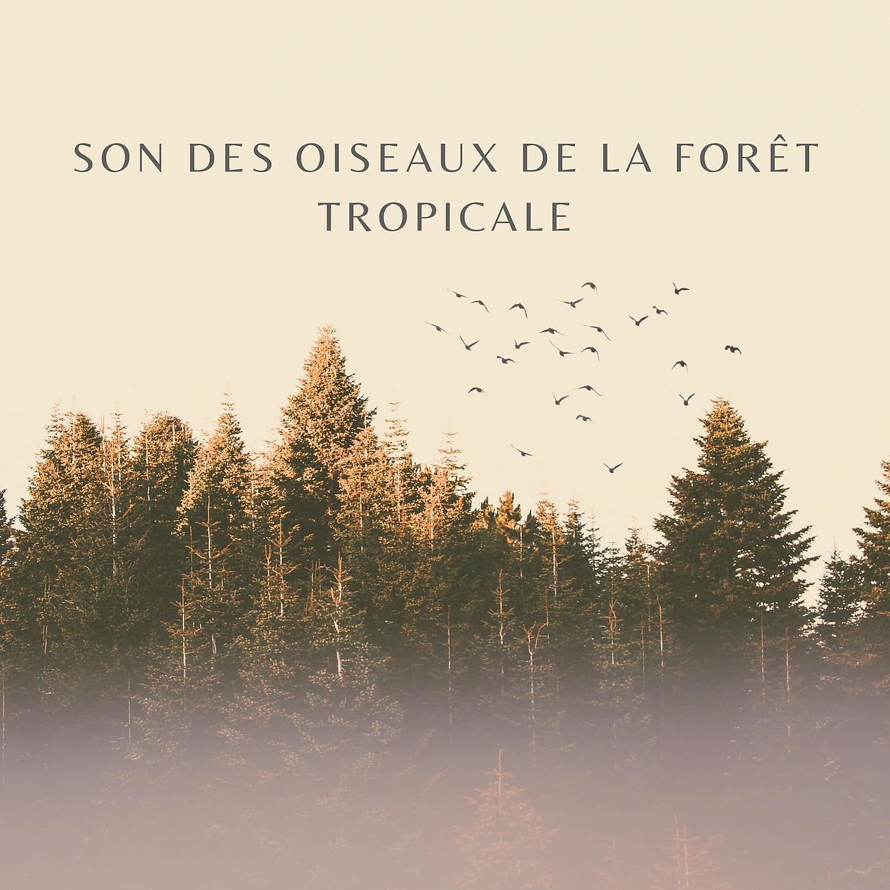 Постер альбома Son Des Oiseaux De La Forêt Tropicale