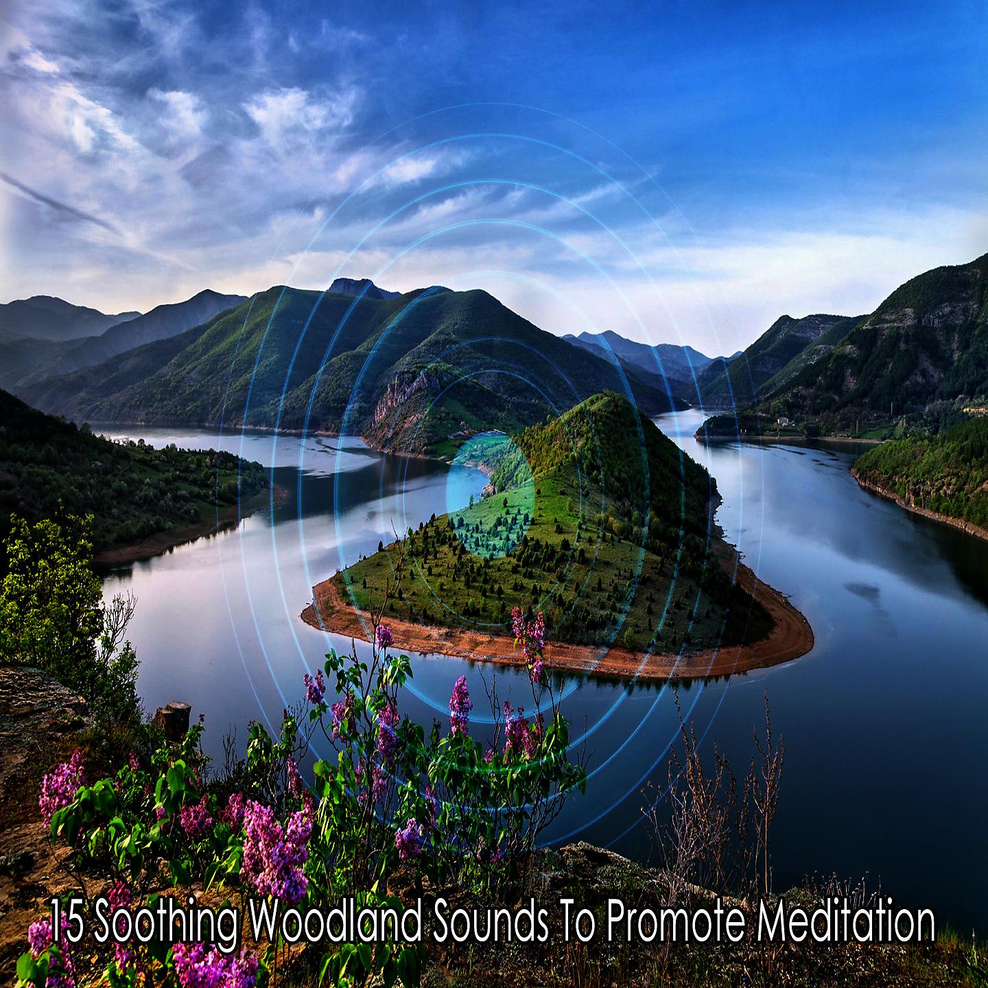 Постер альбома 15 успокаивающих лесных звуков для медитации