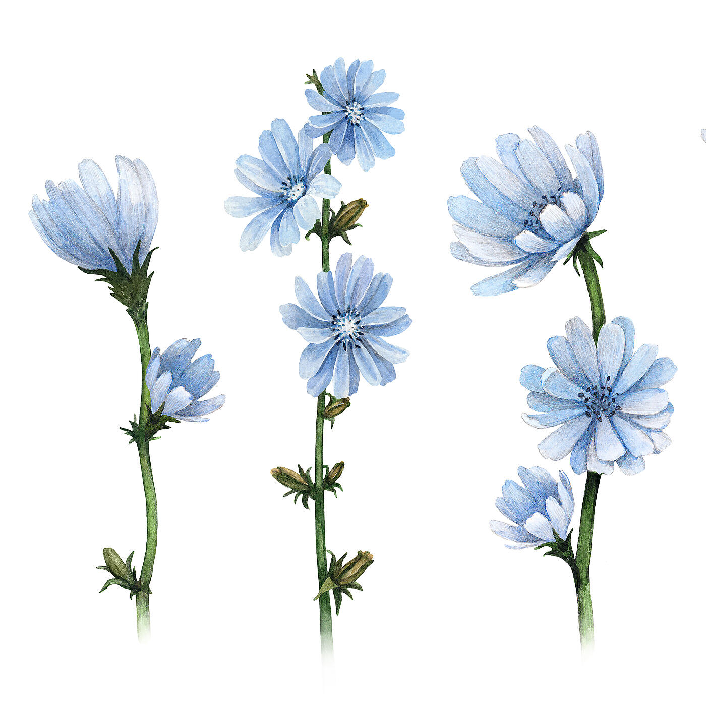 Bart Vogel - Chicory