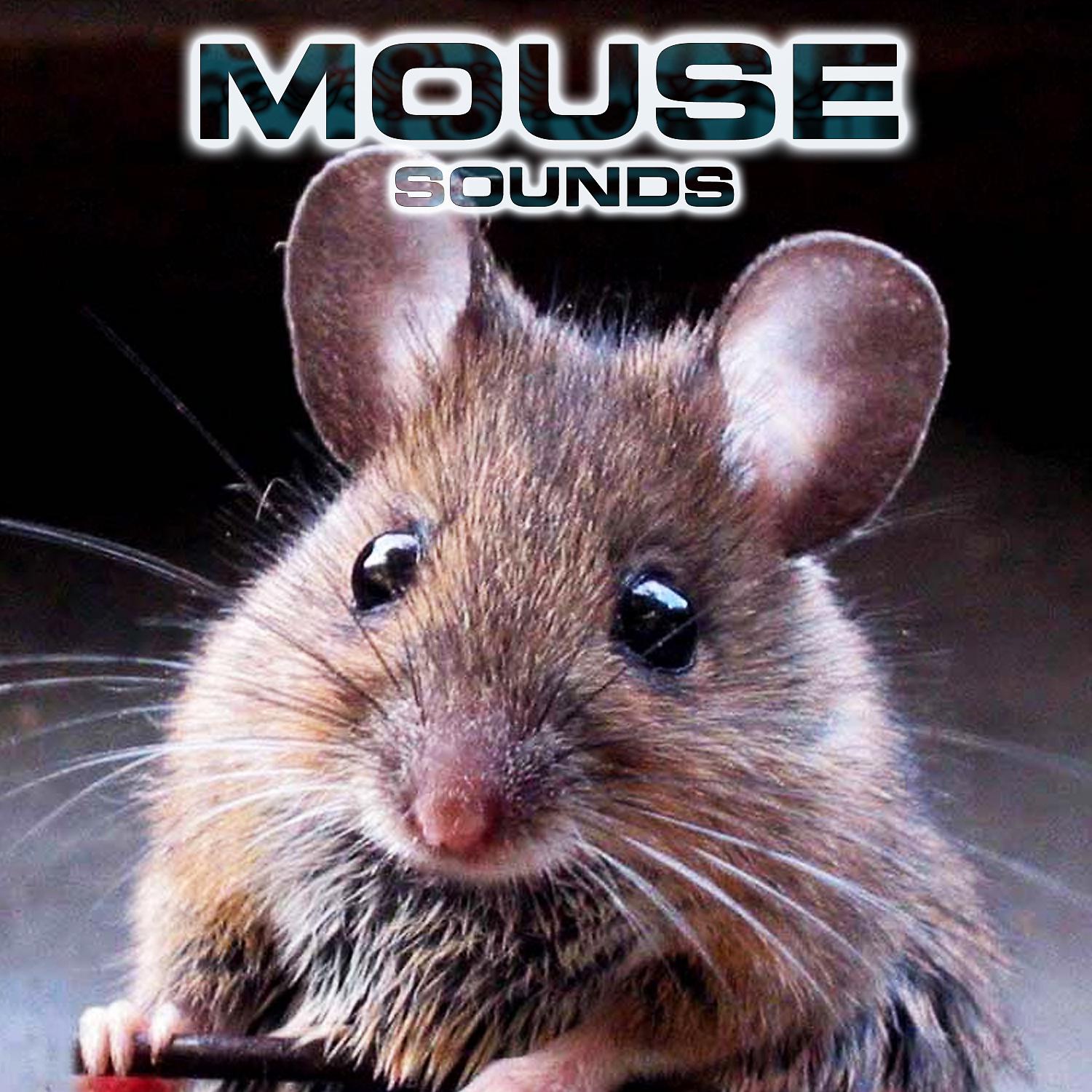 Постер альбома Mouse Sounds (feat. National Geographic Nature Sounds, White Noise Ambience, Relaxing Nature Sound, Soothing Baby Sounds & National Geographic Soundscapes)