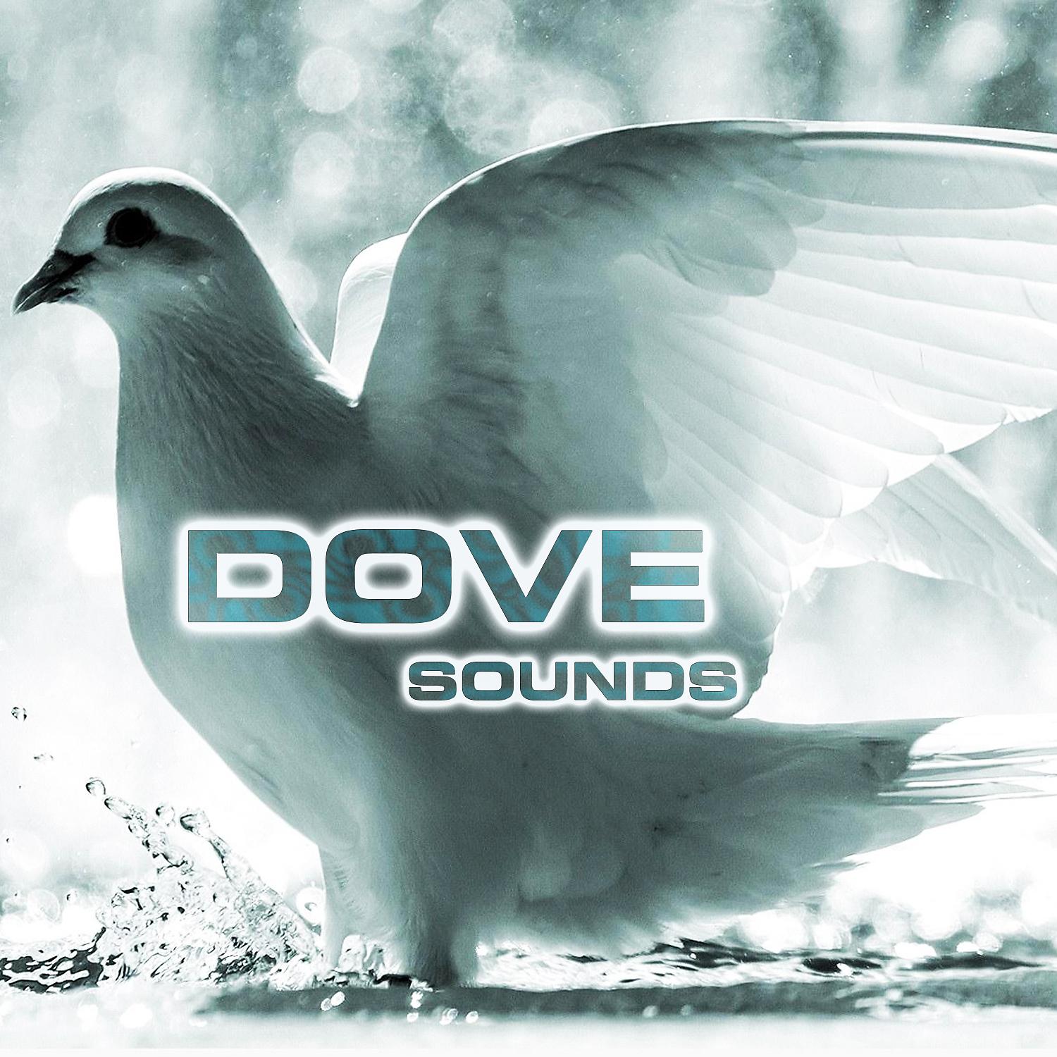Постер альбома Dove Sounds (feat. National Geographic Nature Sounds, National Geographic Soundscapes, Nature Sounds New Age, Relaxing Nature Sound & White Noise Sounds For Sleep)