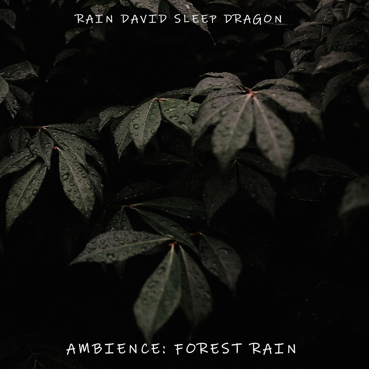 Rain David Sleep Dragon - Perceptive Rain