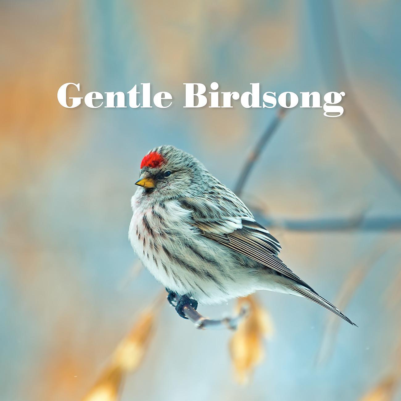 Постер альбома Gentle Birdsong