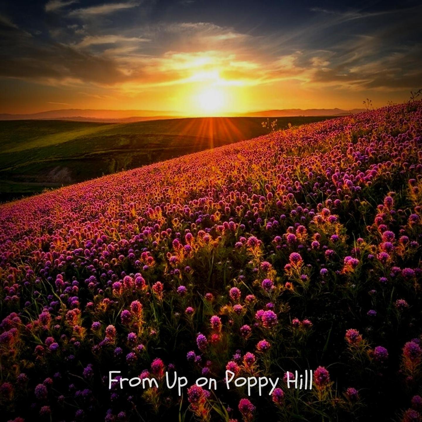 Постер альбома From Up on Poppy Hill