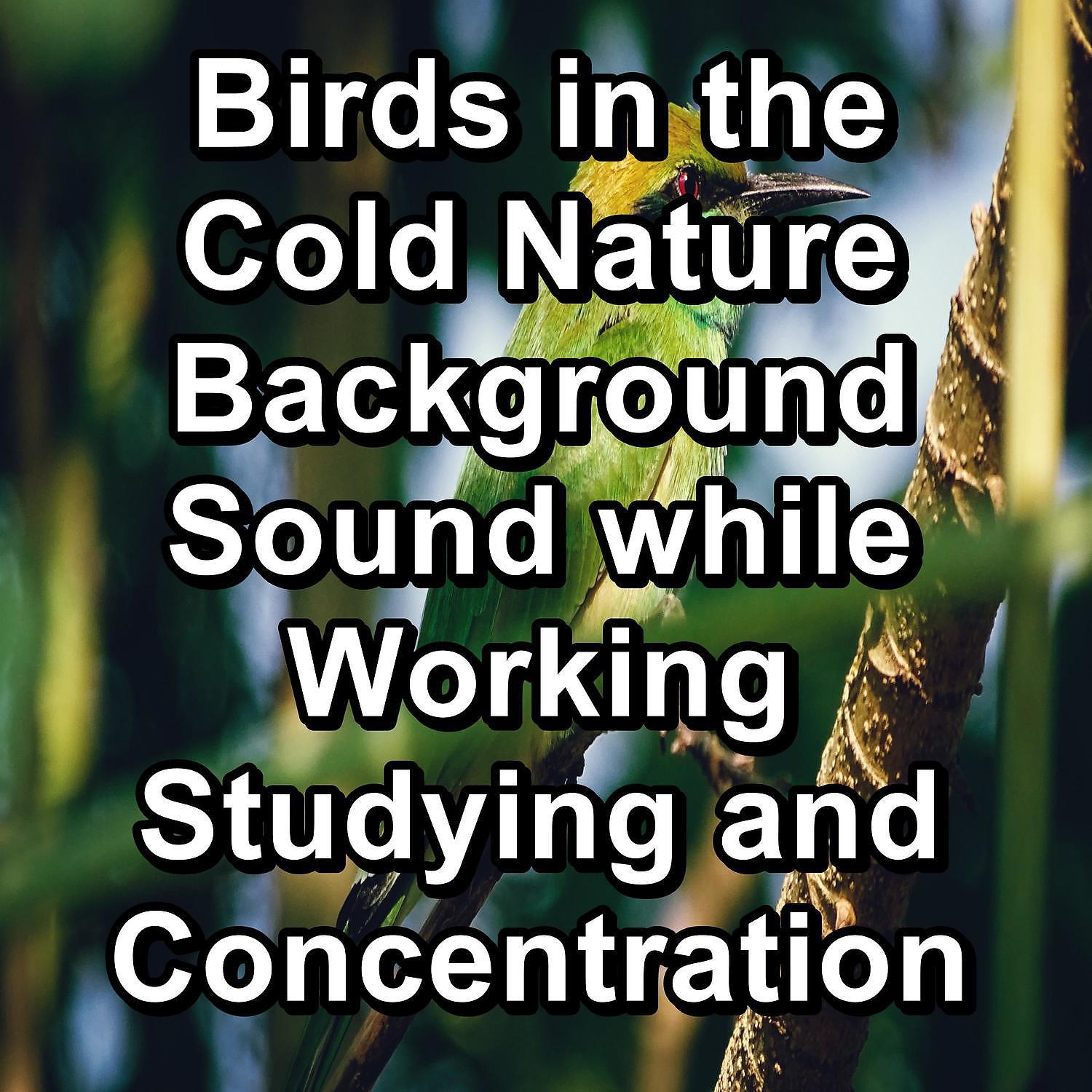 Постер альбома Birds in the Cold Nature Background Sound while Working Studying and Concentration