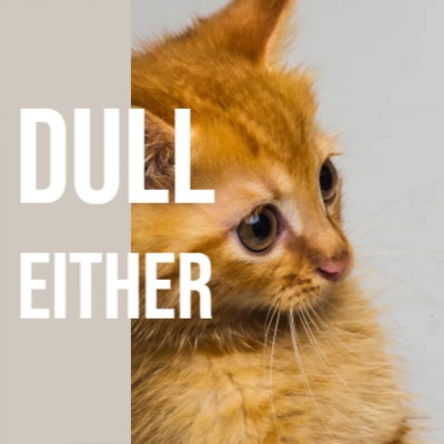 Постер альбома Dull Either