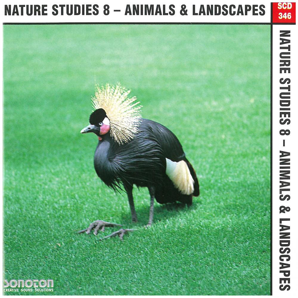 Постер альбома Nature Studies, Vol. 8: Animals & Landscapes