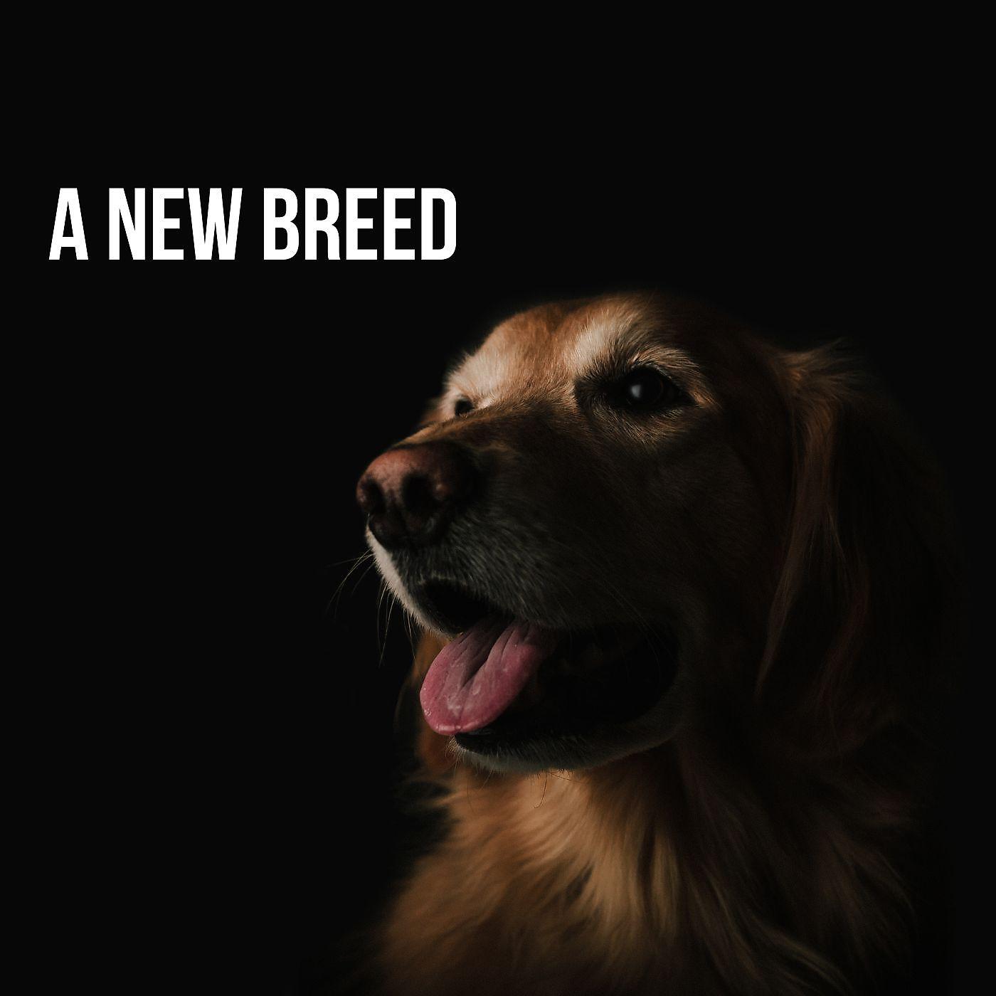 Постер альбома A New Breed