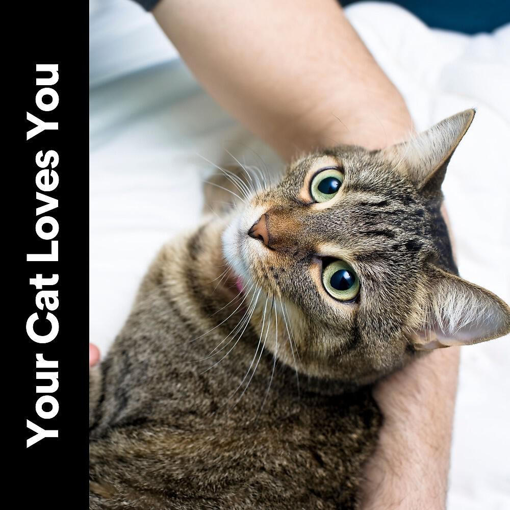 Music For Cats Peace - Ultimate Zen Music for Your Cat, Pt. 16